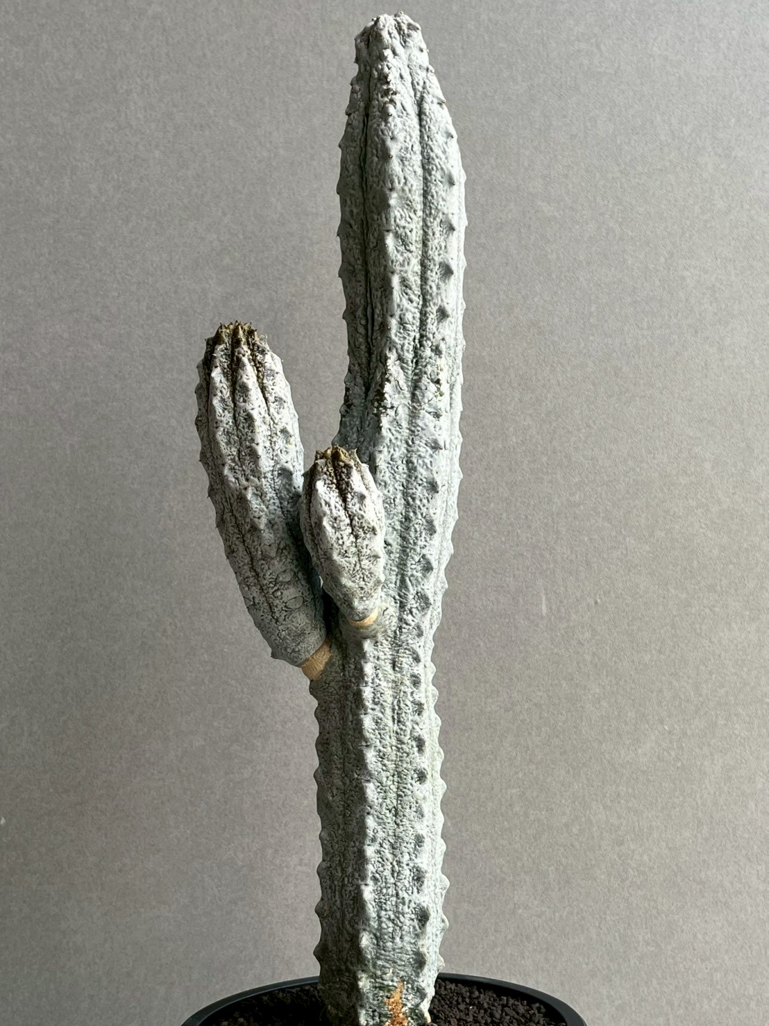 ユーフォルビア アブデルクリ｜Euphorbia abdelkuri 珍奇植物 多肉植物