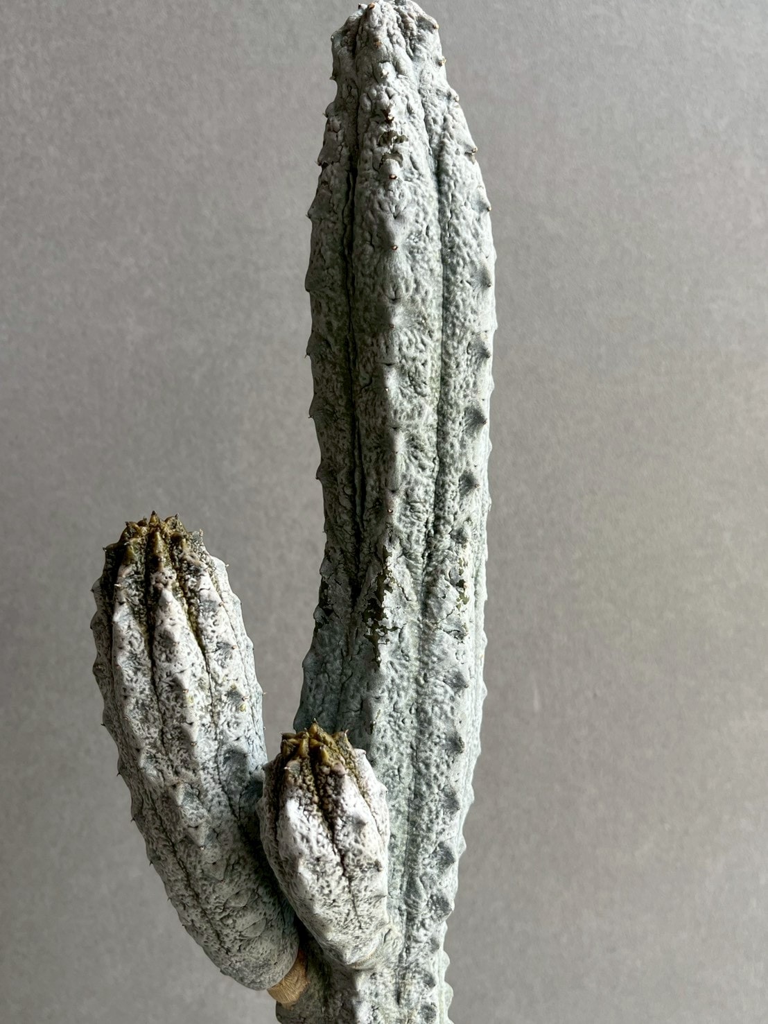 ユーフォルビア アブデルクリ｜Euphorbia abdelkuri 珍奇植物 多肉植物