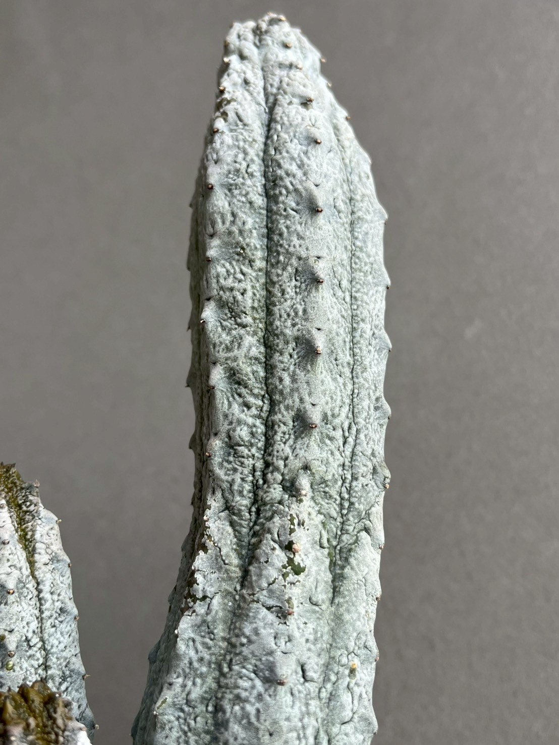 ユーフォルビア アブデルクリ｜Euphorbia abdelkuri 珍奇植物 多肉植物