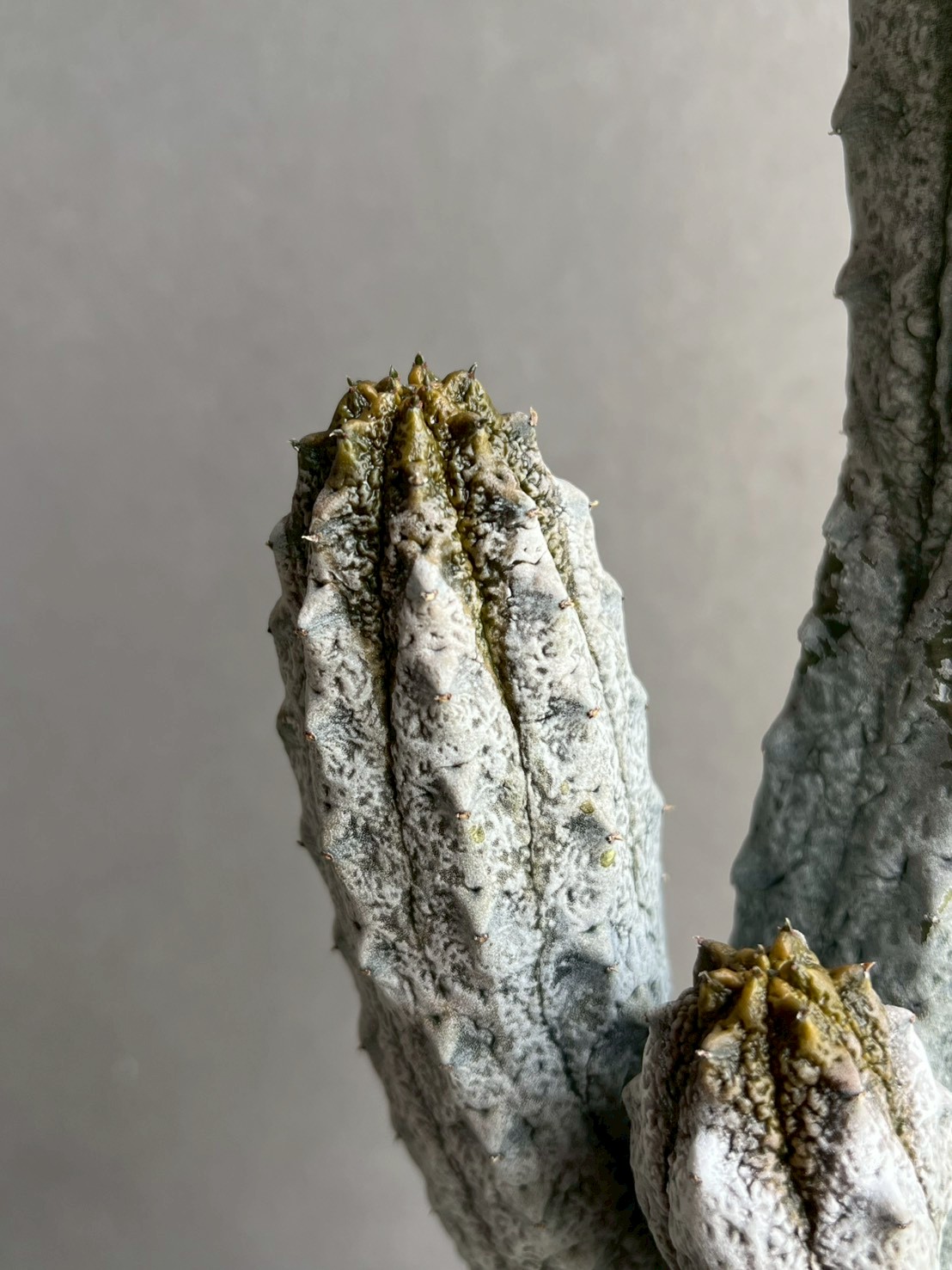 ユーフォルビア アブデルクリ｜Euphorbia abdelkuri 珍奇植物 多肉植物