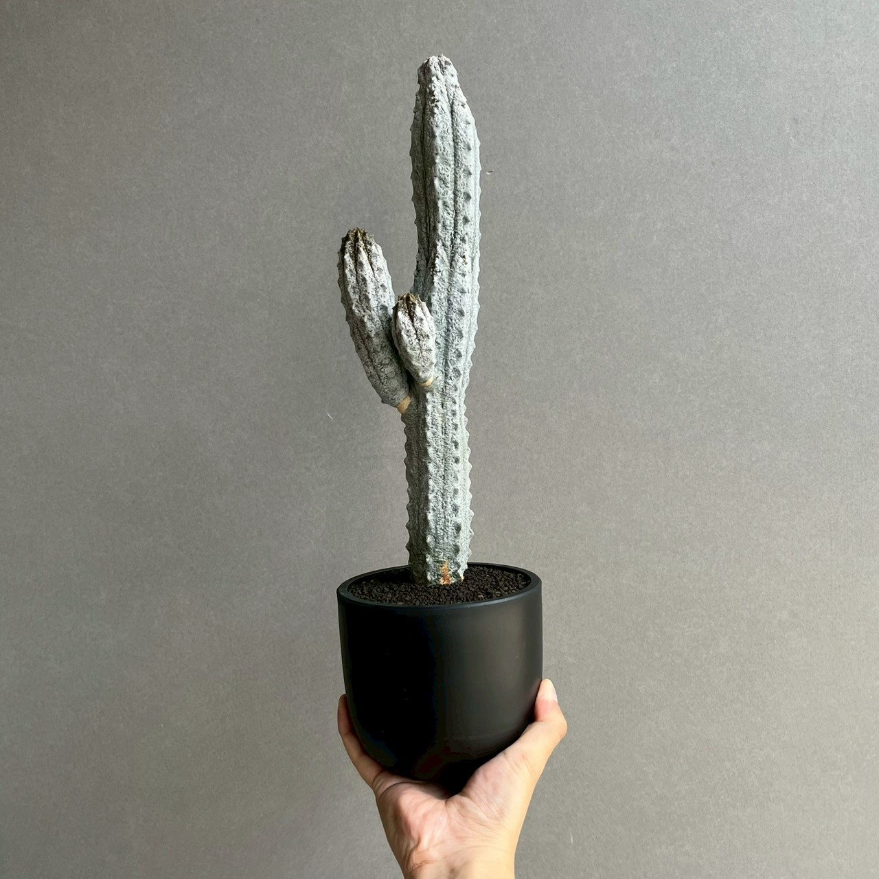 ユーフォルビア アブデルクリ｜Euphorbia abdelkuri 珍奇植物 多肉植物