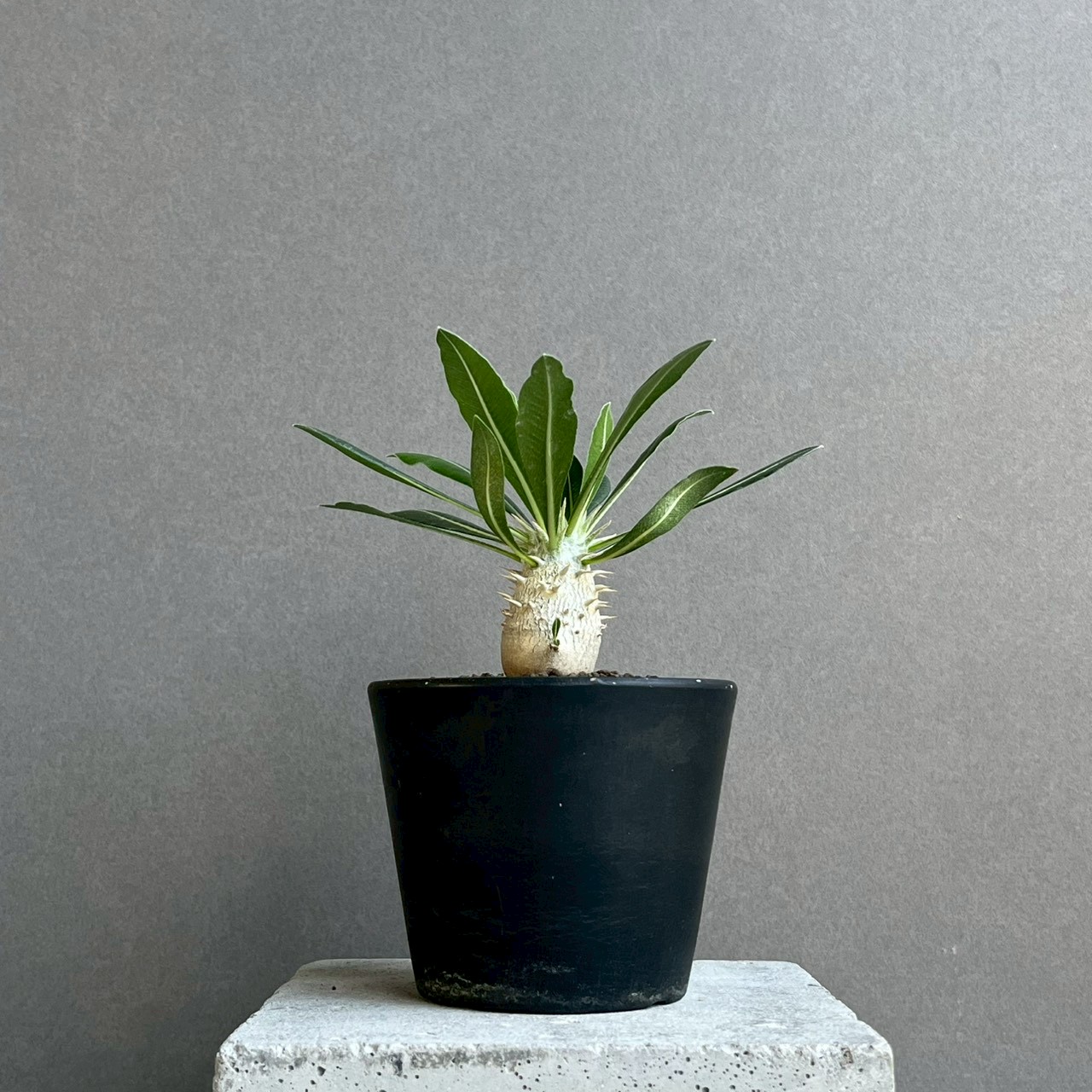 パキポディウム グラキリス × ホロンベンセ Pachypodium Pachypodium