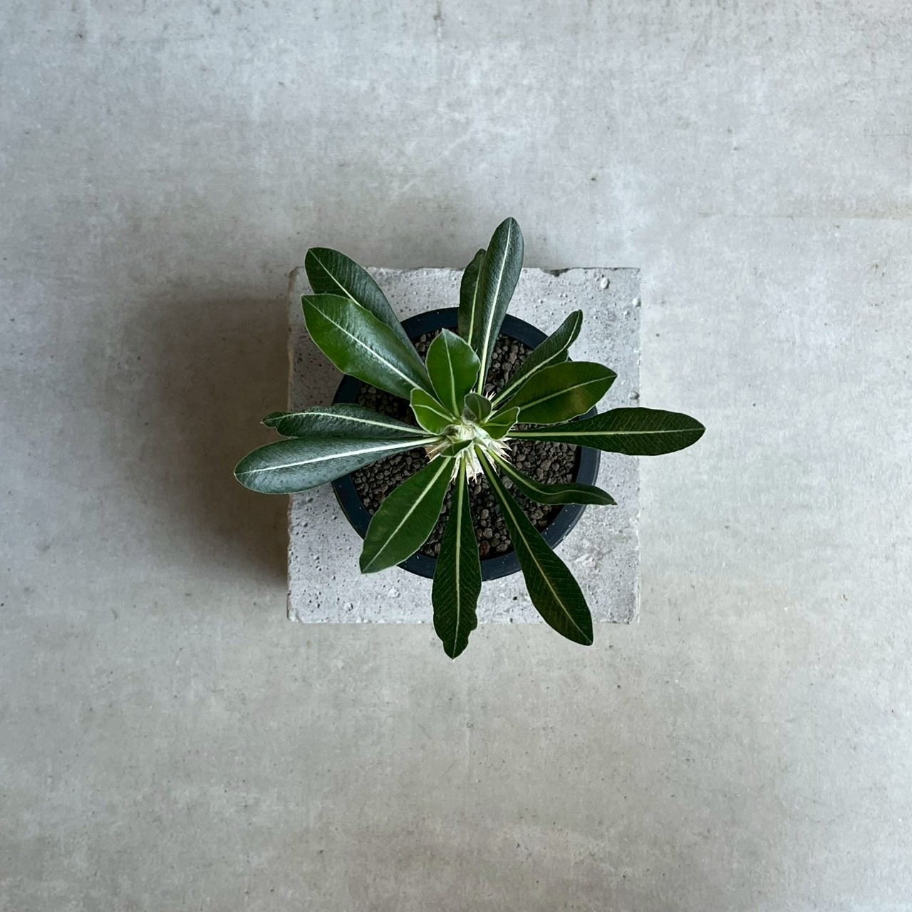 パキポディウム グラキリス × ホロンベンセ Pachypodium Pachypodium