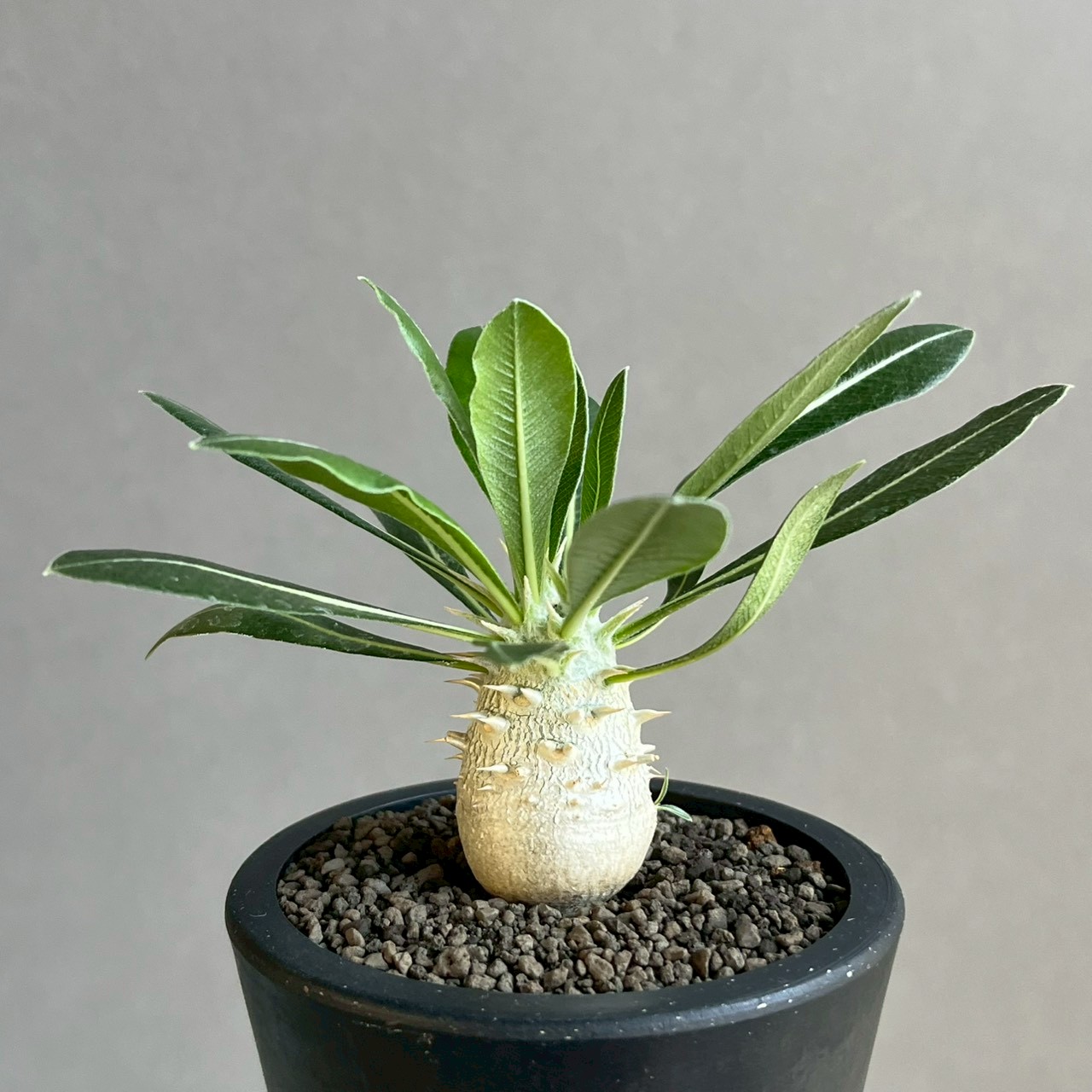 パキポディウム　ホロンベンセハイブリッド　セット　グラキリス　パキプス パキポディウム グラキリス × ホロンベンセ Pachypodium Pachypodium