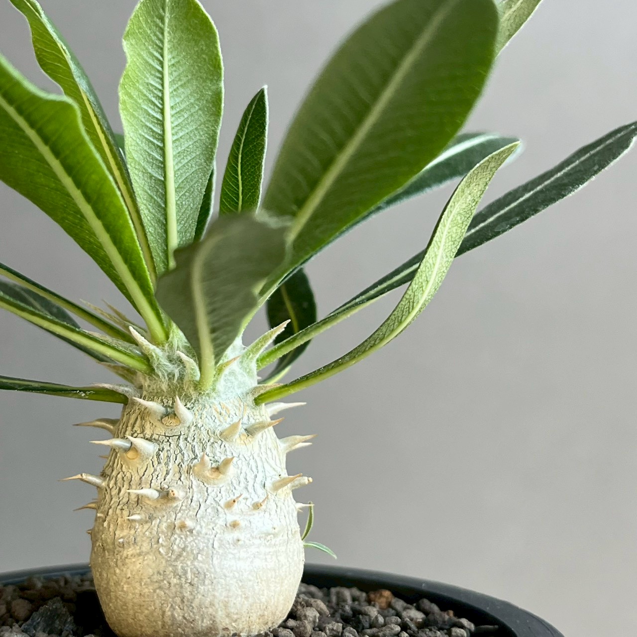 パキポディウム グラキリス × ホロンベンセ Pachypodium Pachypodium