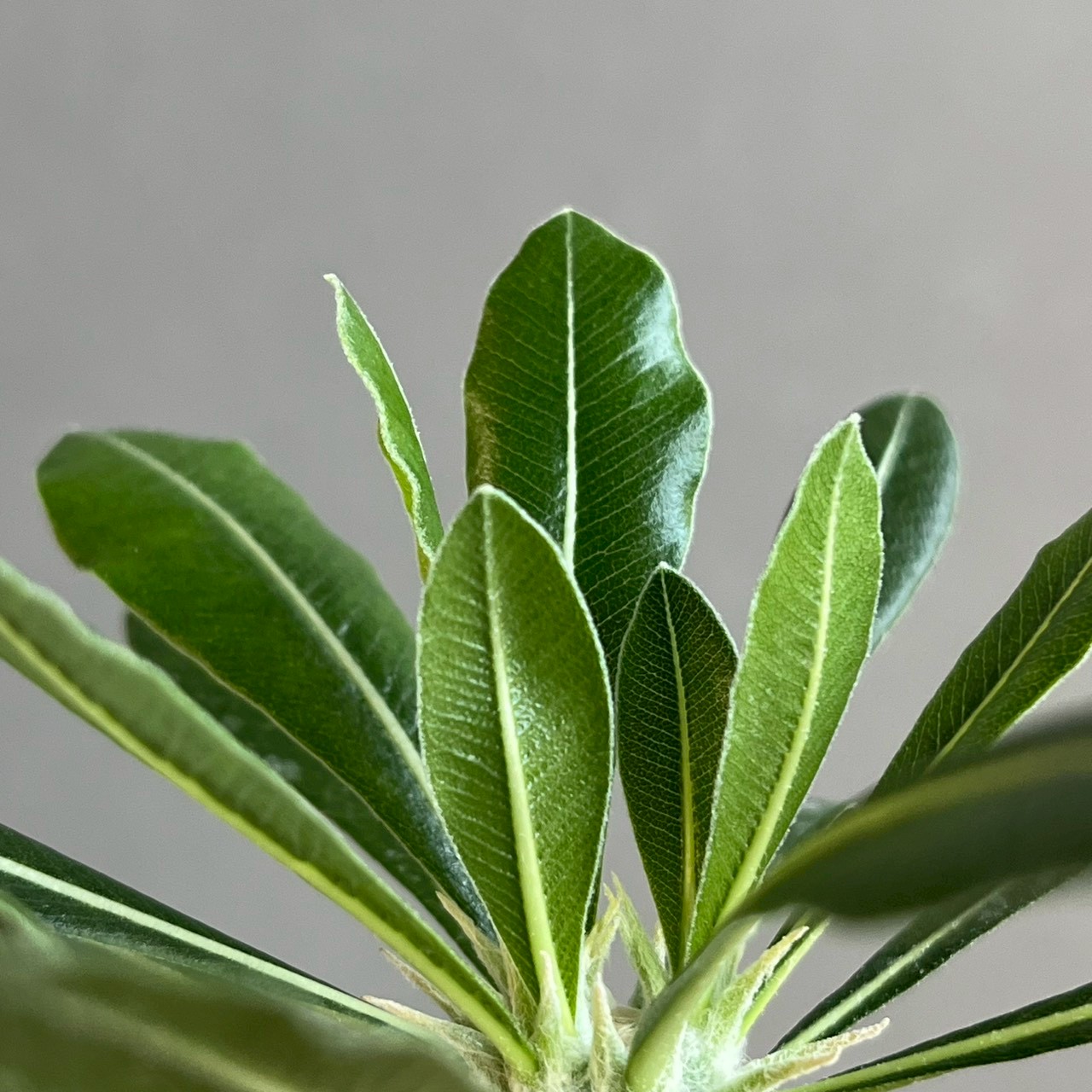 パキポディウム　ホロンベンセハイブリッド　セット　グラキリス　パキプス パキポディウム グラキリス × ホロンベンセ Pachypodium Pachypodium