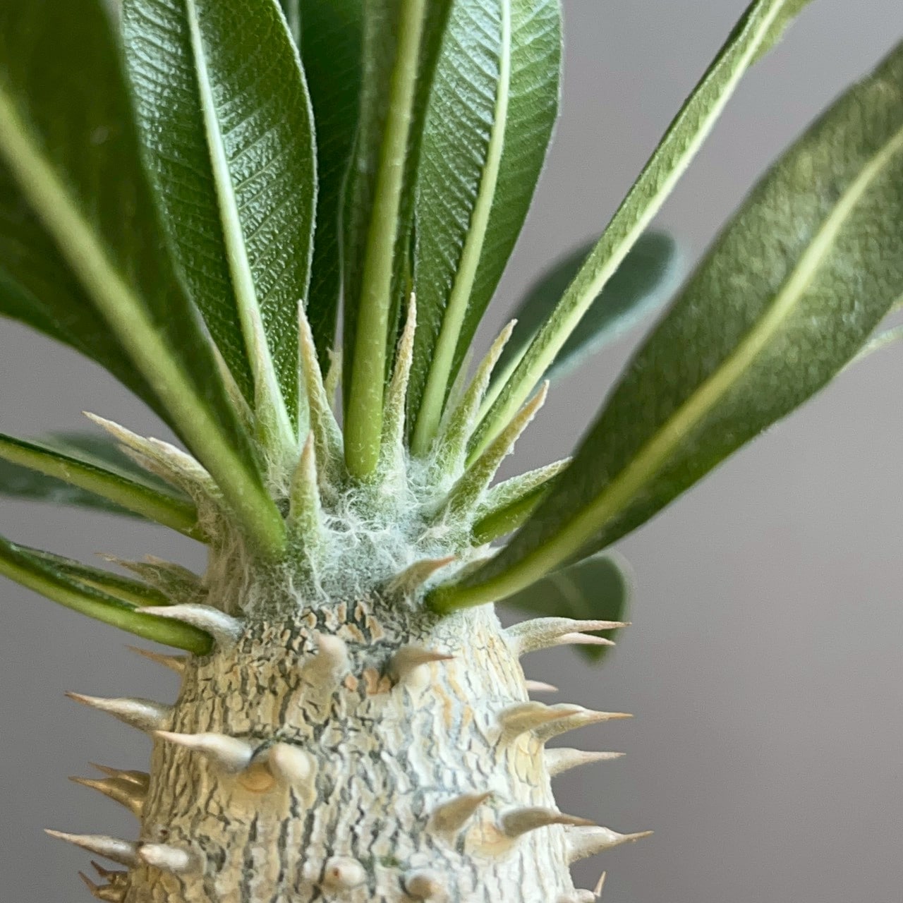 パキポディウム グラキリス × ホロンベンセ Pachypodium Pachypodium