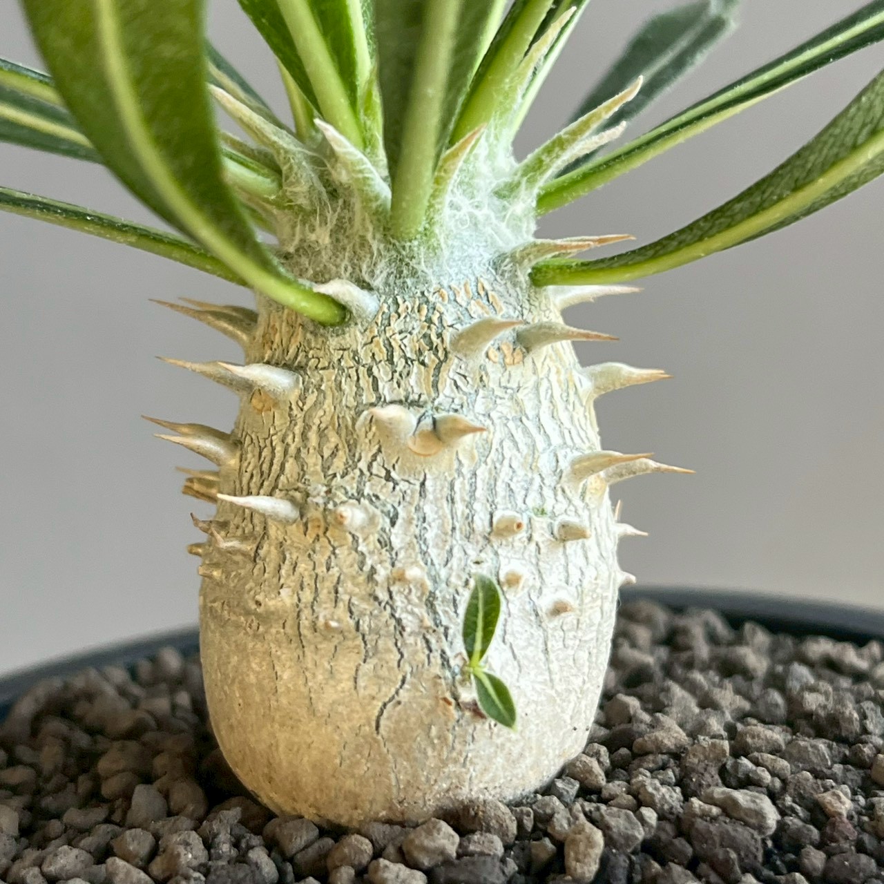 パキポディウム グラキリス × ホロンベンセ Pachypodium Pachypodium
