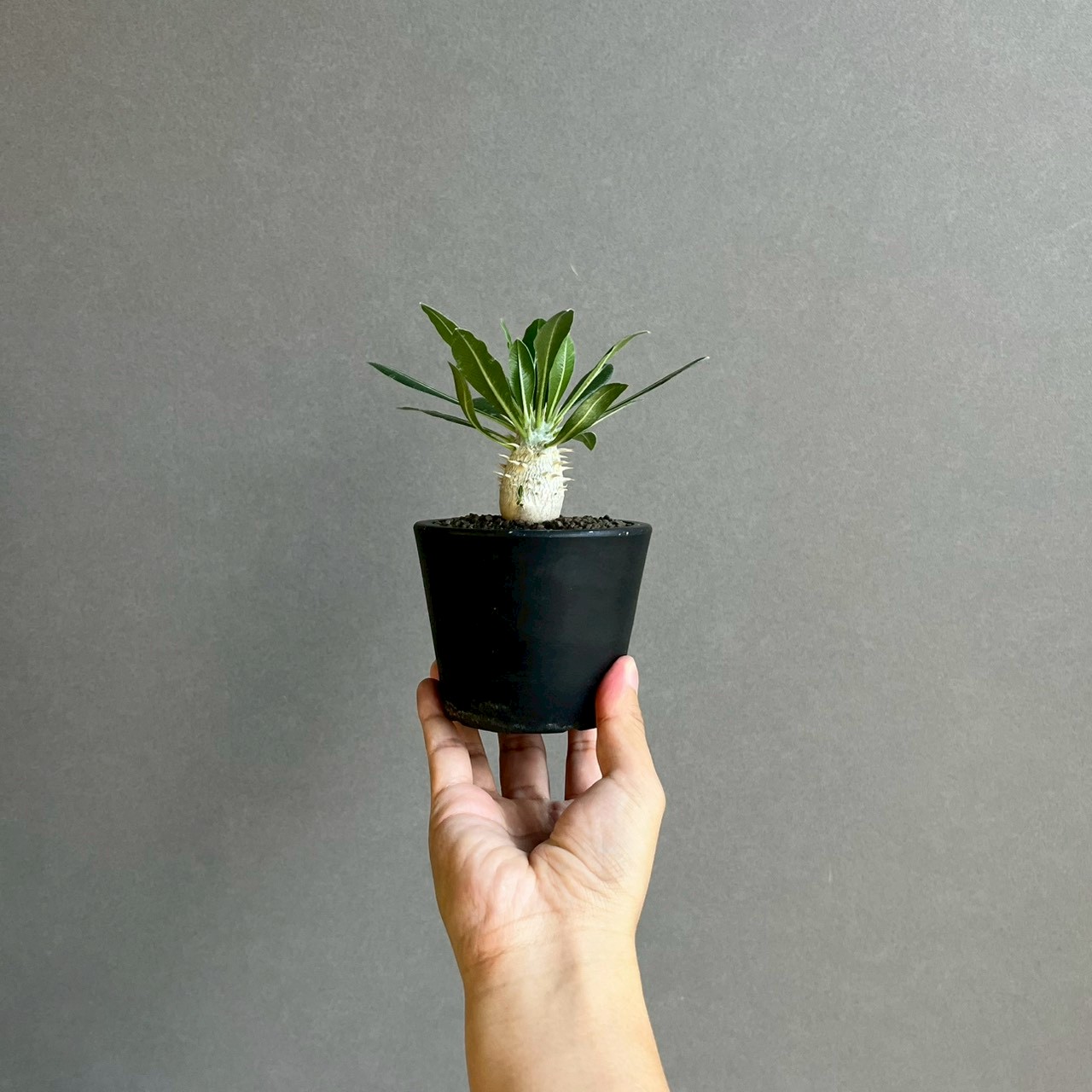 パキポディウム グラキリス × ホロンベンセ Pachypodium Pachypodium