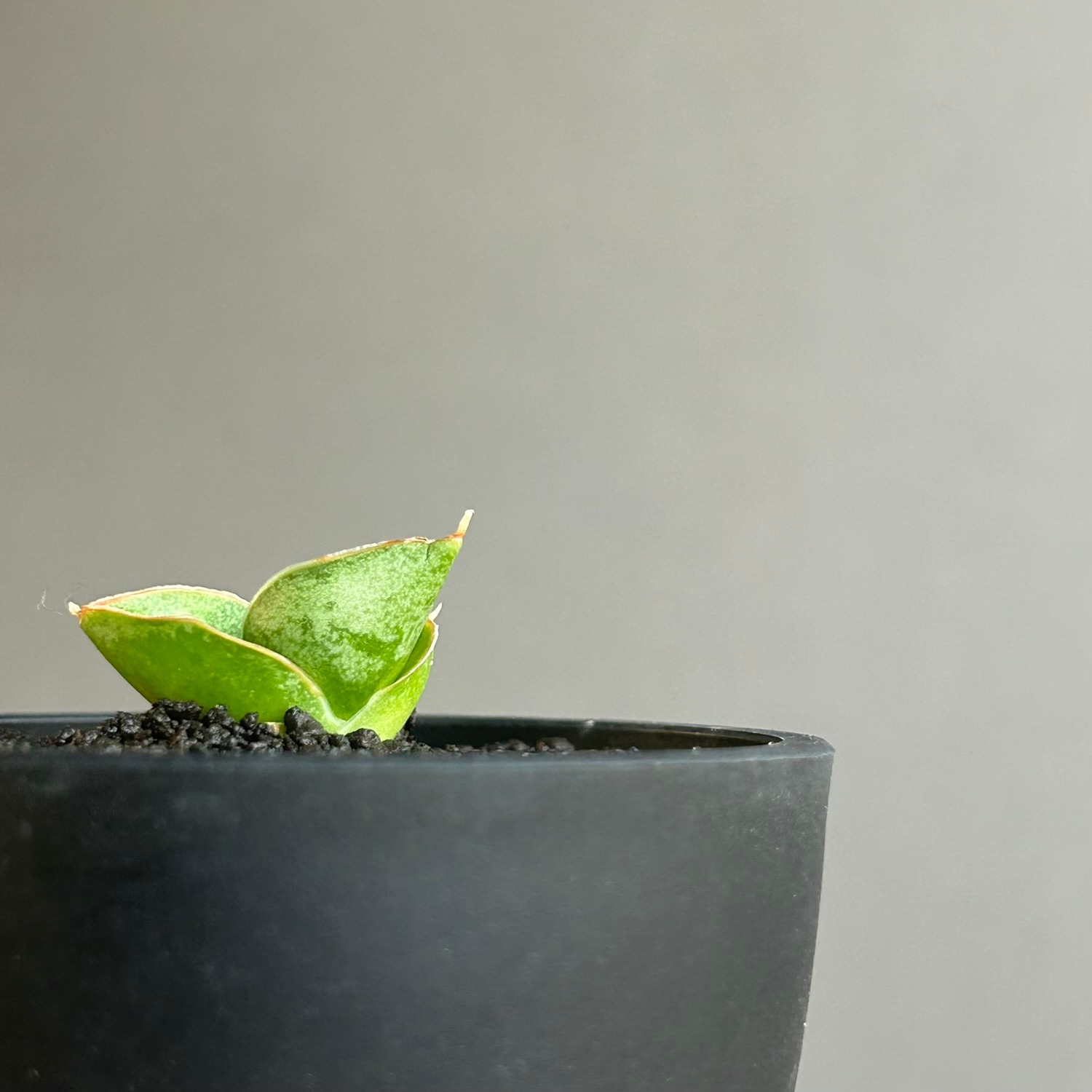 サンスベリア Sansevieria Sanruk サンセベリア(サンスベリア) サン ラック｜日本ではまだ僅かな希少