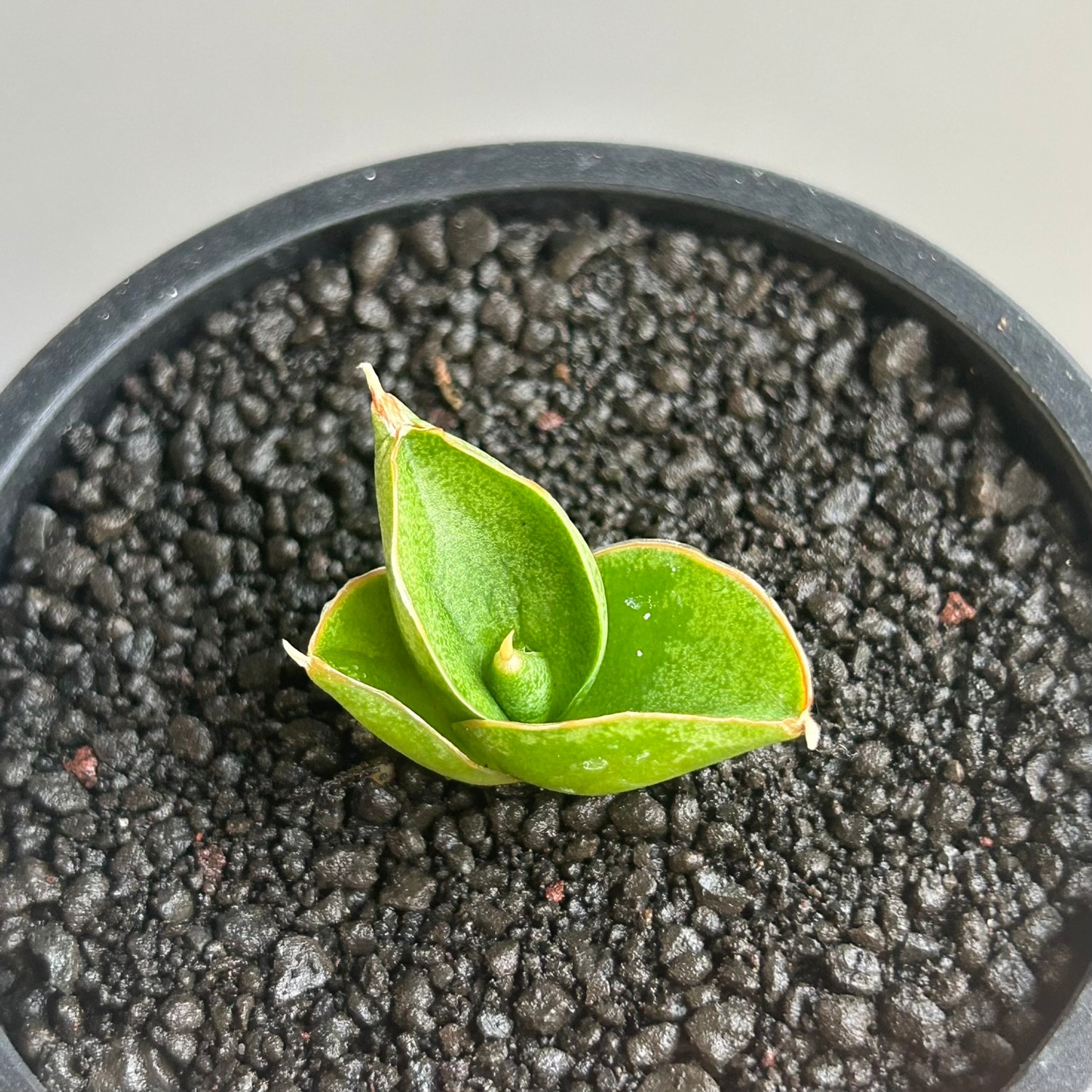 サンセベリア(サンスベリア) サン ラック｜日本ではまだ僅かな希少