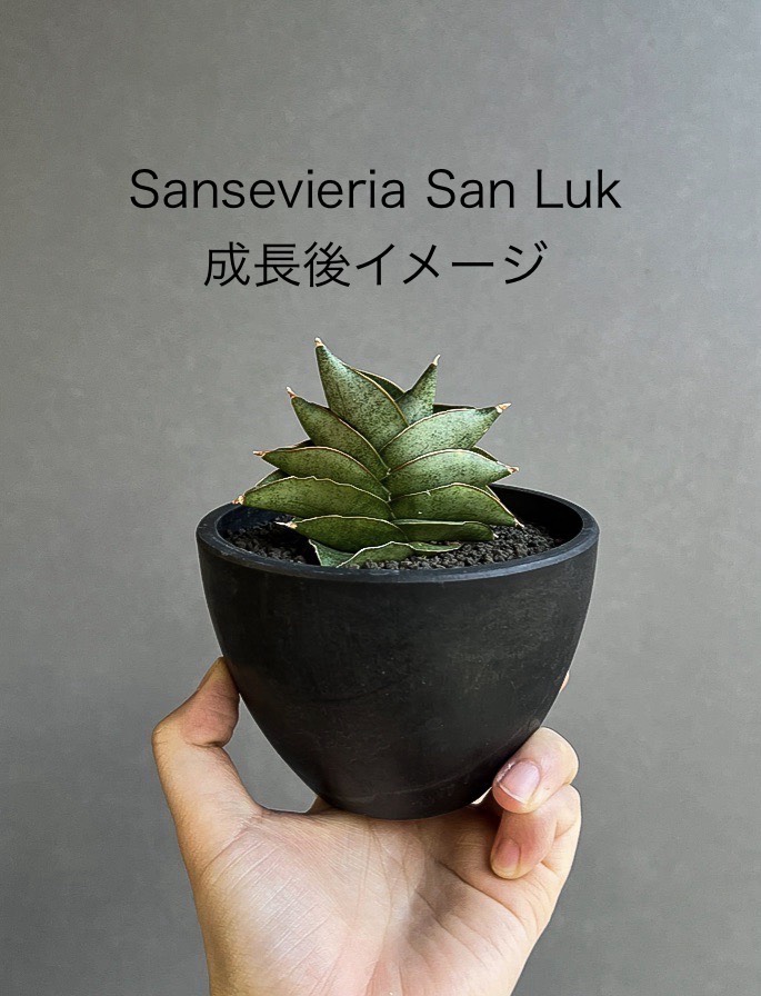サンスベリア Sansevieria Sanruk A サンセベリア(サンスベリア) サン ラック｜日本ではまだ僅かな希少