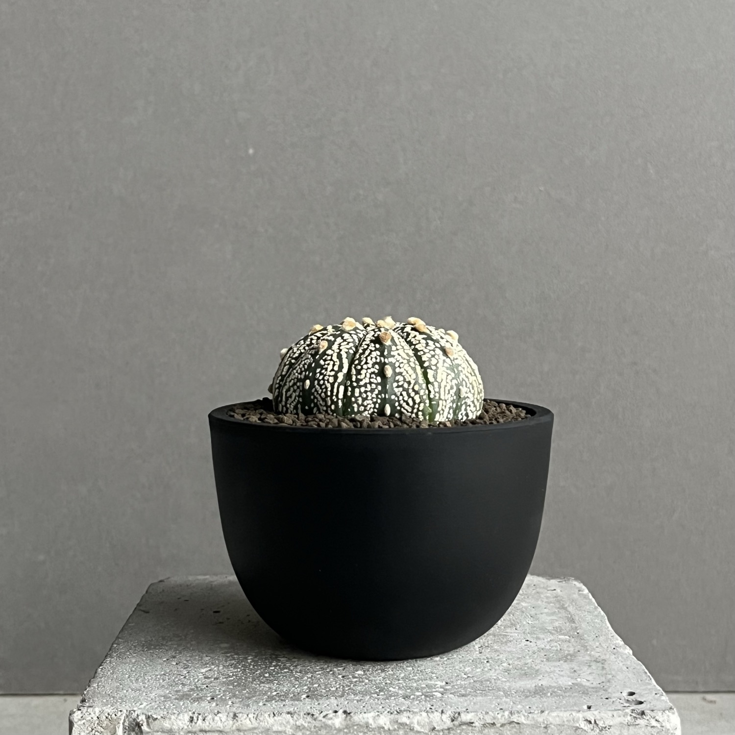 アストロフィツム 兜丸 Astrophytum asterias｜有星類 サボテン 人気種