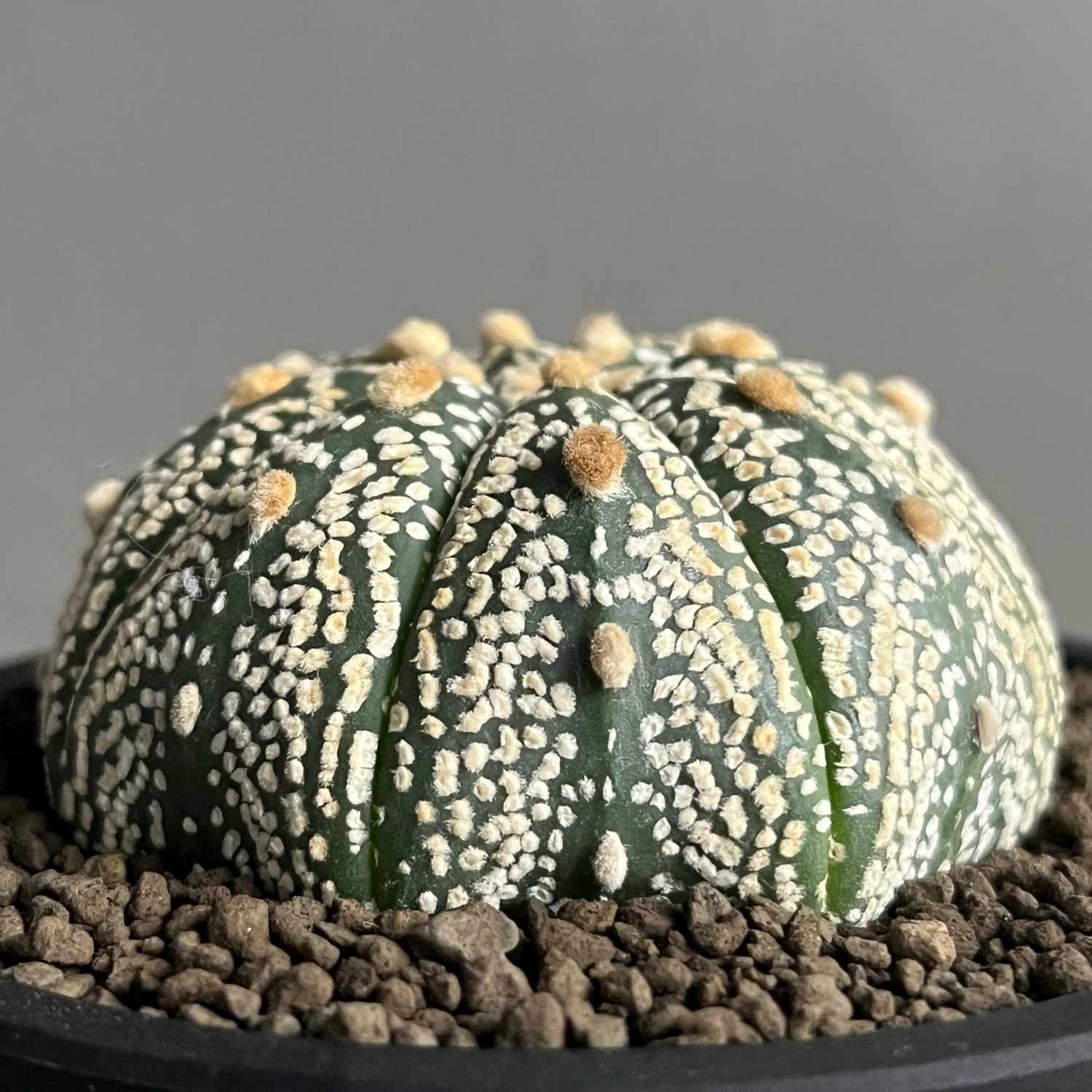 アストロフィツム 兜丸 Astrophytum asterias｜有星類 サボテン 人気種