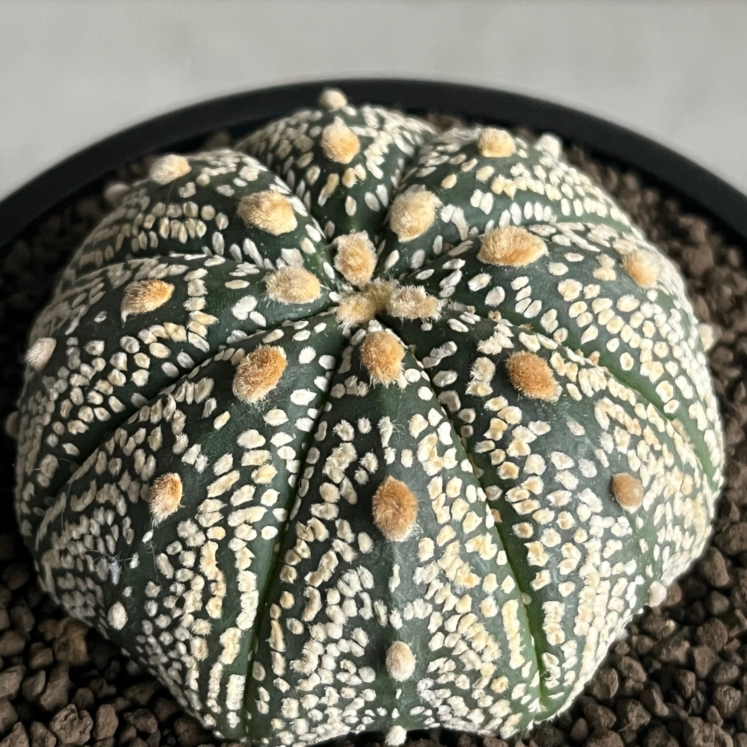 アストロフィツム 兜丸 Astrophytum asterias｜有星類 サボテン 人気種