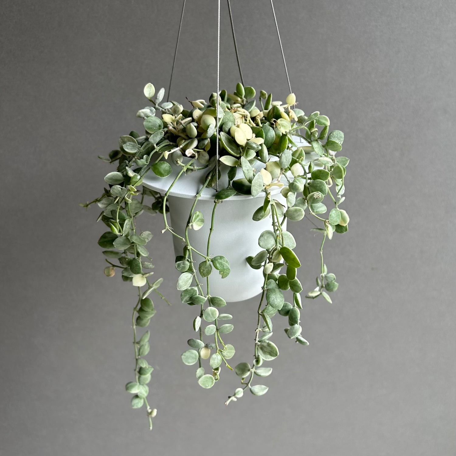 ディスキディア ヌンムラリア斑入 + HANGING POT White｜丸葉と美しい