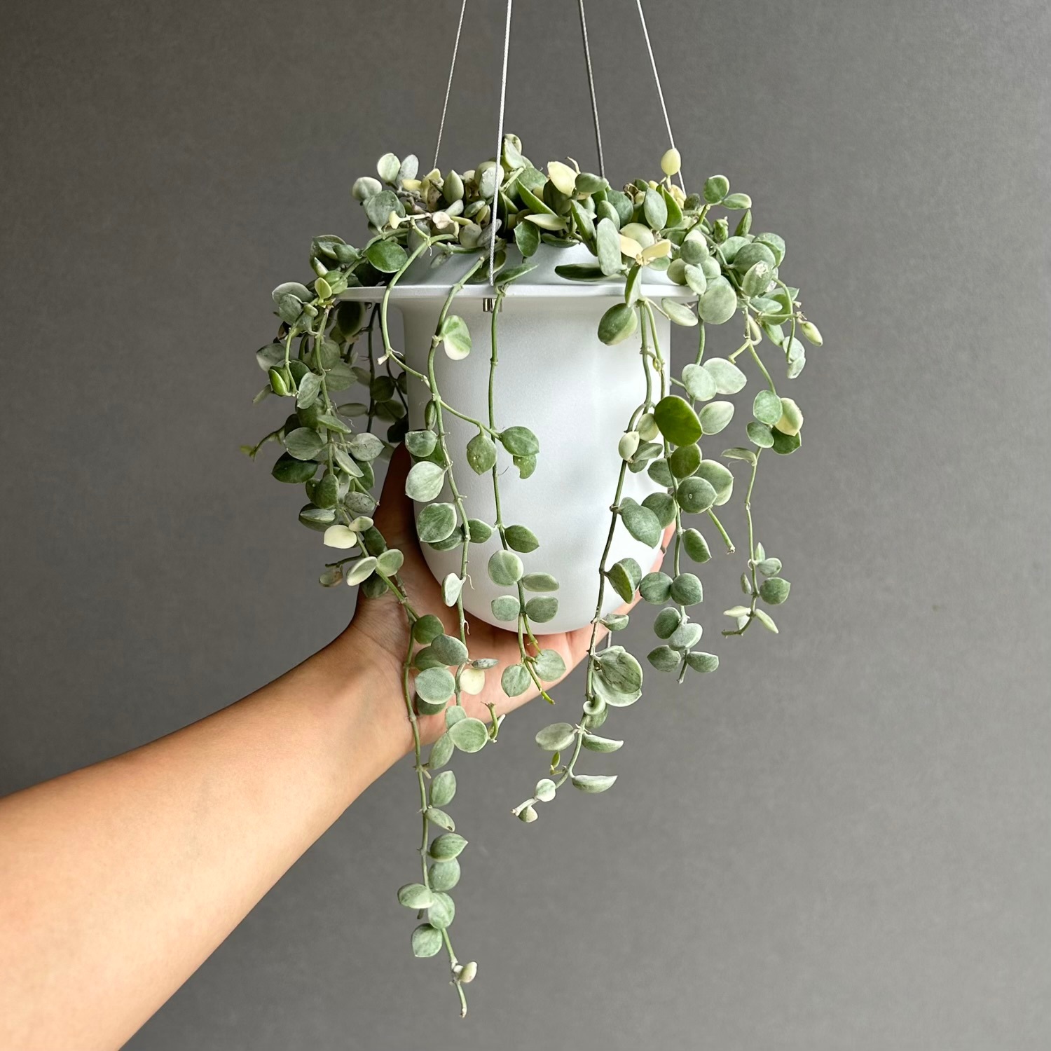 ディスキディア ヌンムラリア斑入 + HANGING POT White｜丸葉と美しい