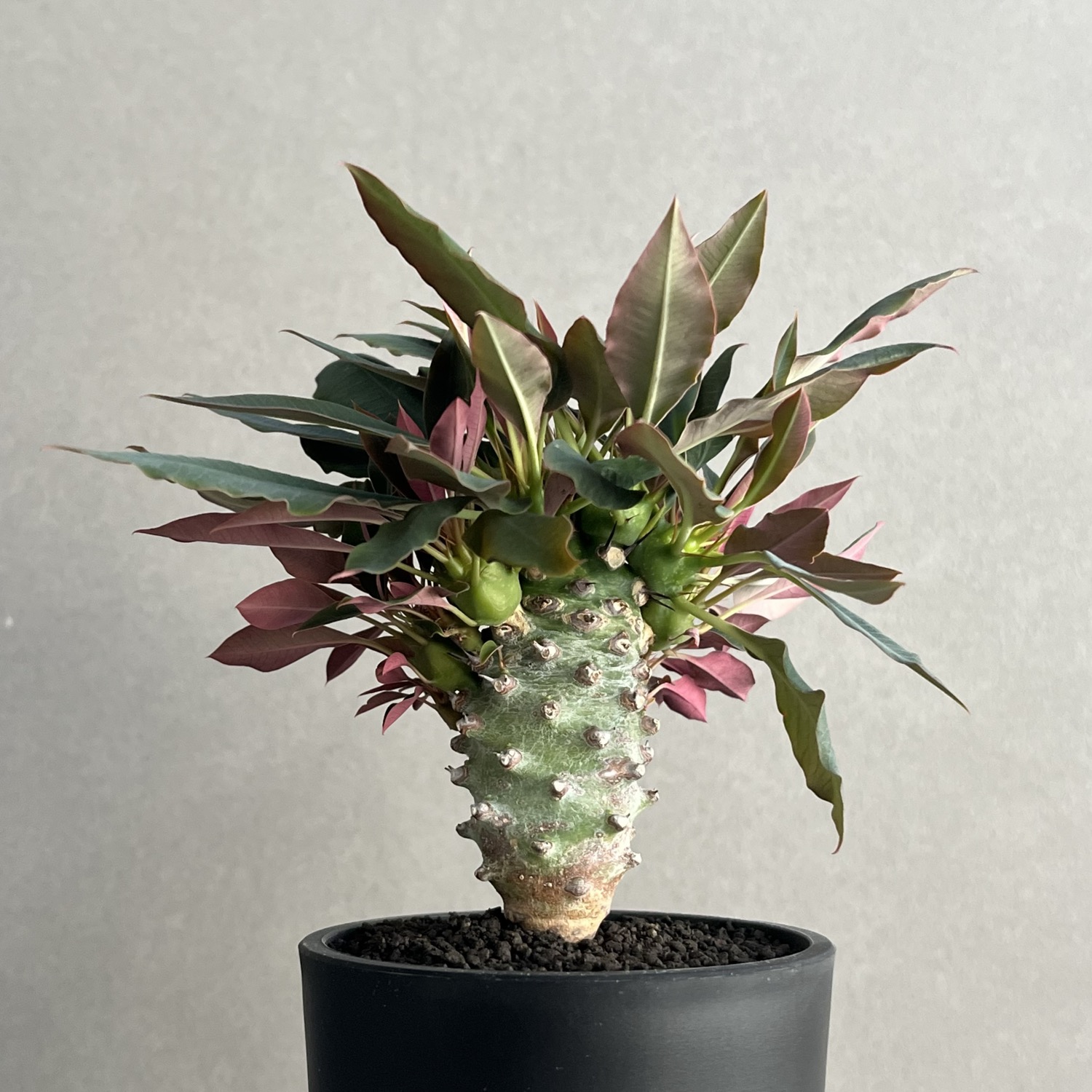 ユーフォルビア パキポディオイデス ”選抜個体”/Euphorbia