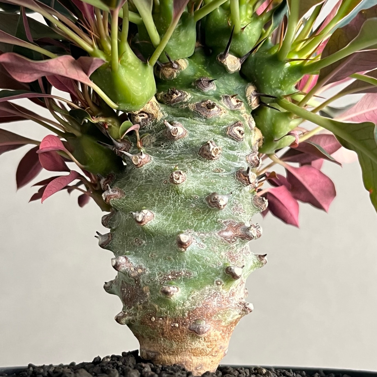 ユーフォルビア パキポディオイデス ”選抜個体”/Euphorbia