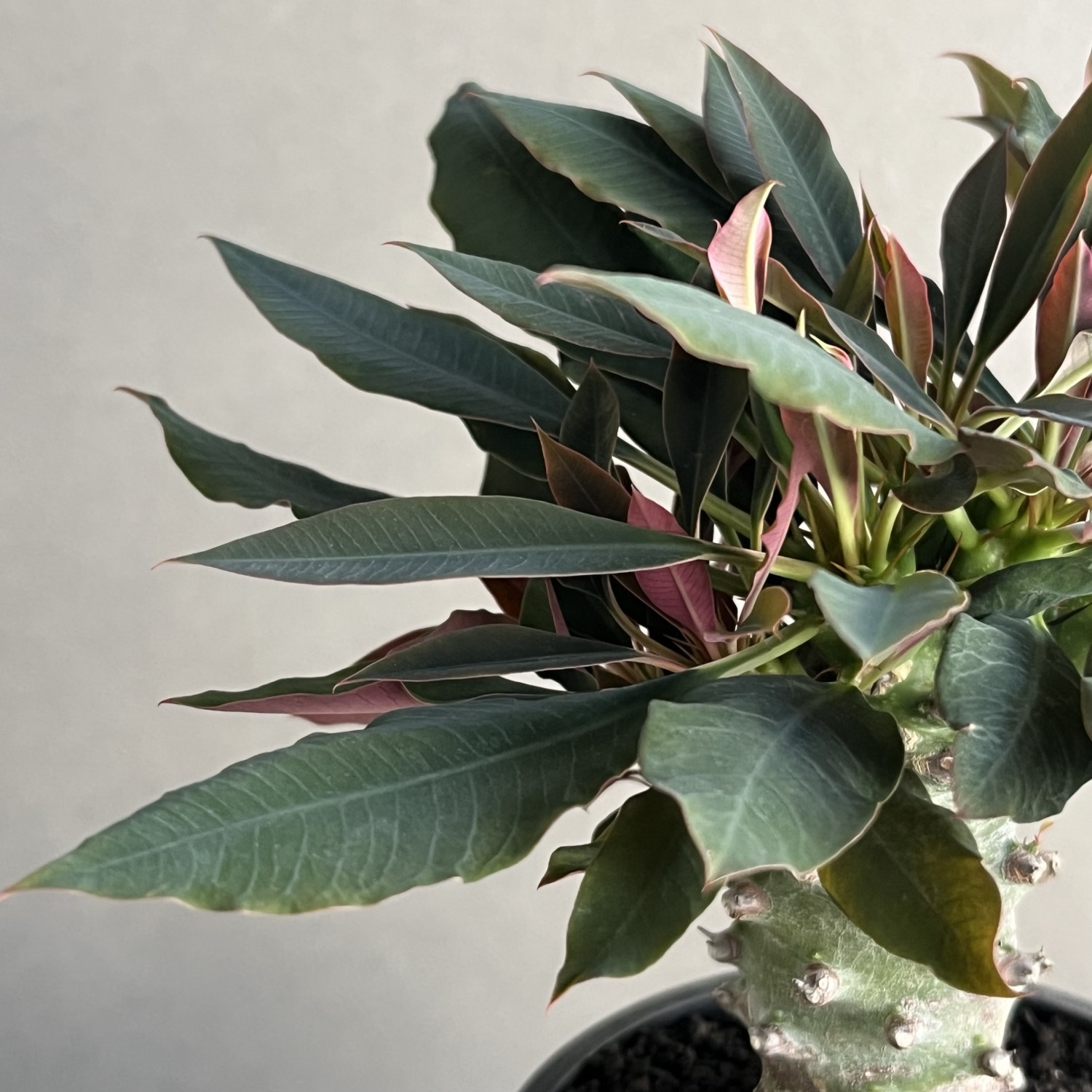 ユーフォルビア パキポディオイデス ”選抜個体”/Euphorbia