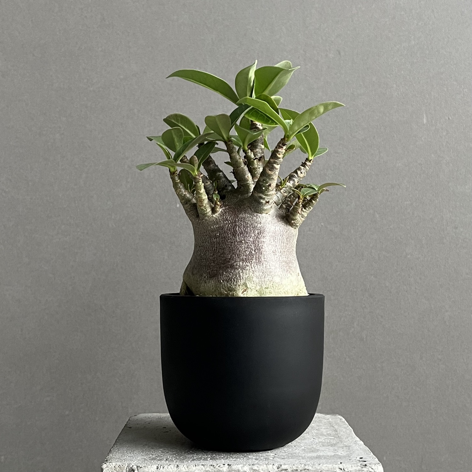 アデニウム アラビカム スーパードワーフ ブラック Adenium arabicum