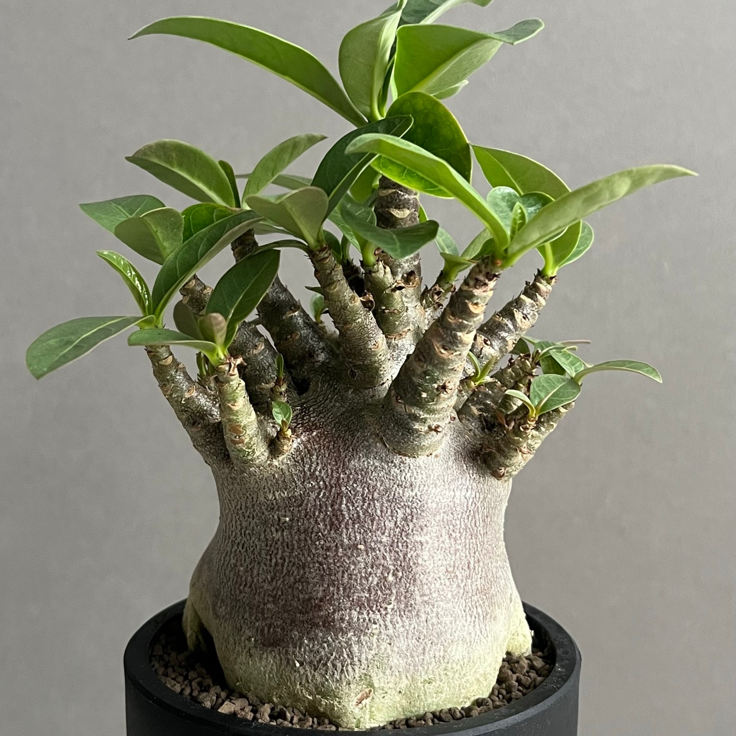 アデニウム アラビカム スーパードワーフ ブラック Adenium arabicum
