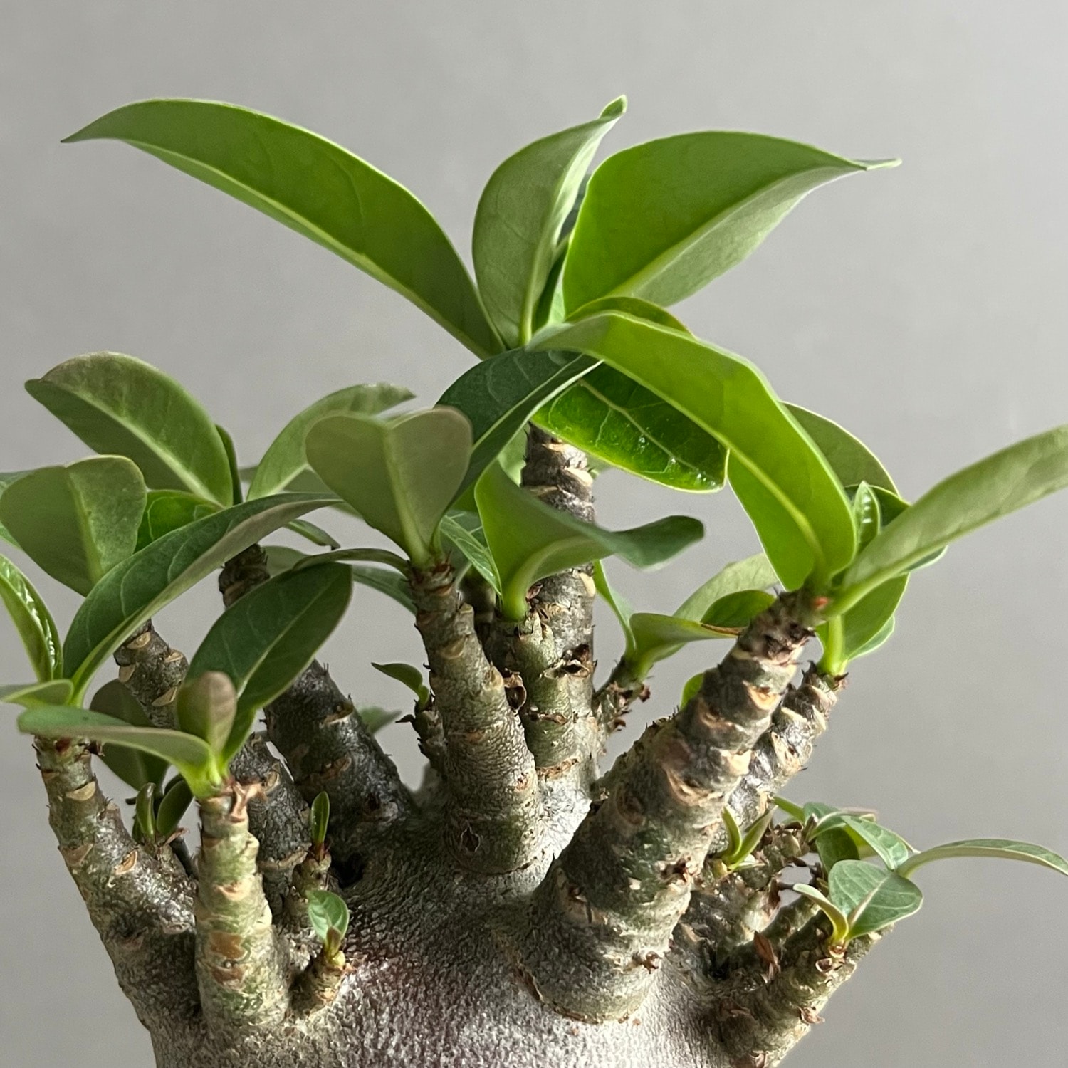 アデニウム アラビカム スーパードワーフ ブラック Adenium arabicum