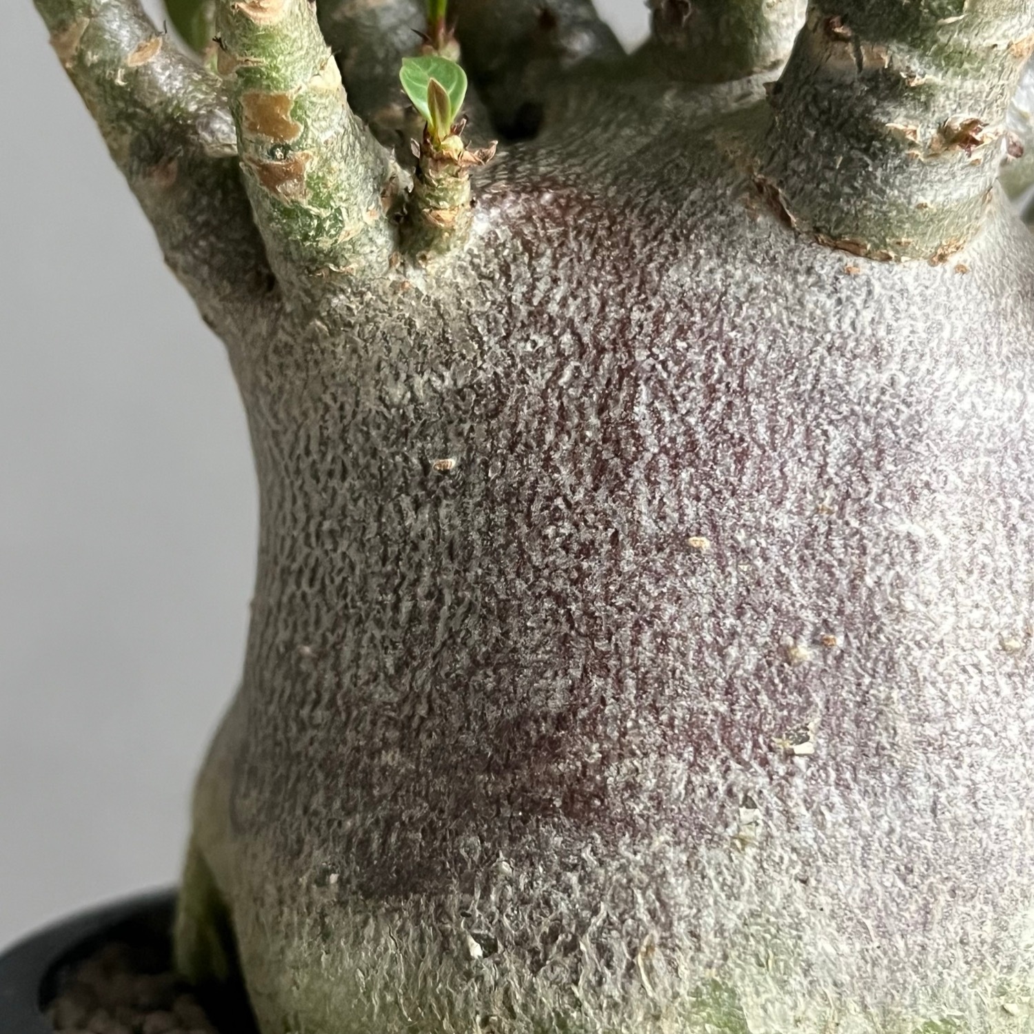 アデニウム アラビカム スーパードワーフ ブラック Adenium arabicum