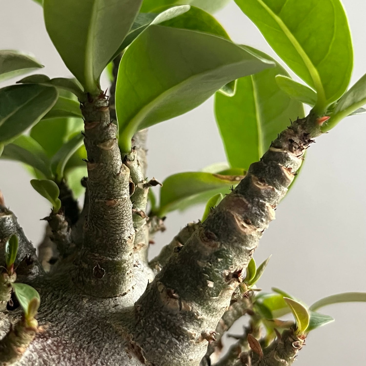 アデニウム アラビカム スーパードワーフ ブラック Adenium arabicum