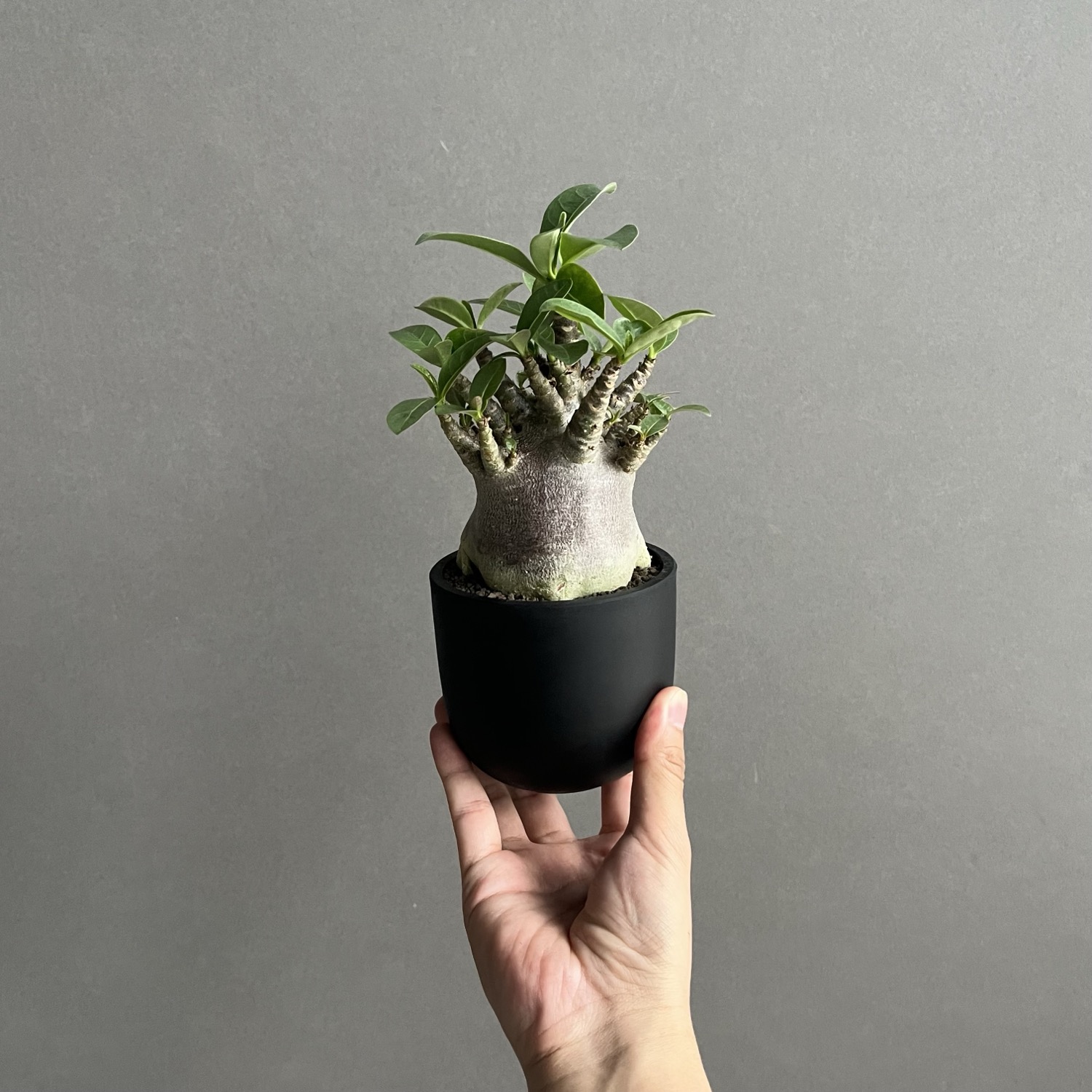 アデニウム アラビカム スーパードワーフ ブラック Adenium arabicum
