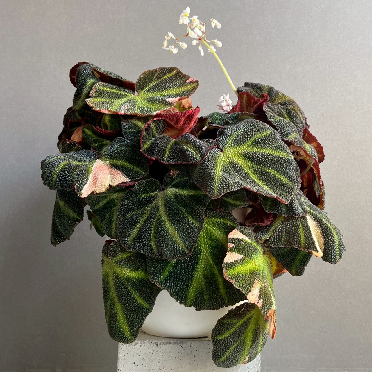 ベゴニア ソリ ムタータ 斑入/Begonia Soli-Mutata Variegated