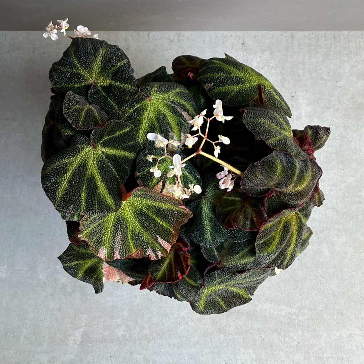 ベゴニア ソリ ムタータ 斑入/Begonia Soli-Mutata Variegated