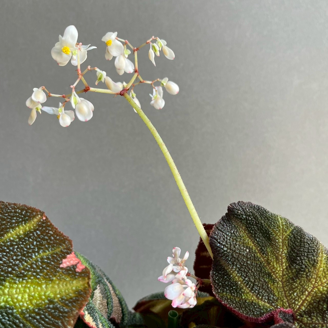 ベゴニア ソリ ムタータ 斑入/Begonia Soli-Mutata Variegated