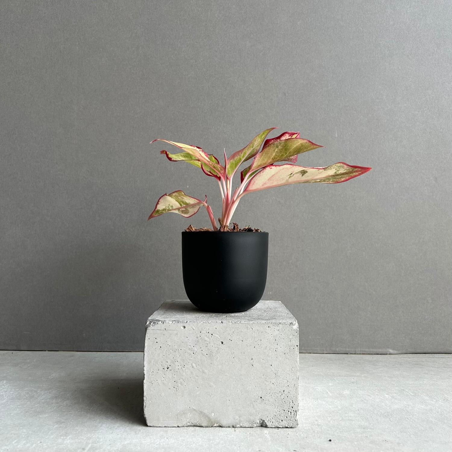 アグラオネマ サイアム オーロラ 斑入「Aglaonema Siam Aurora 