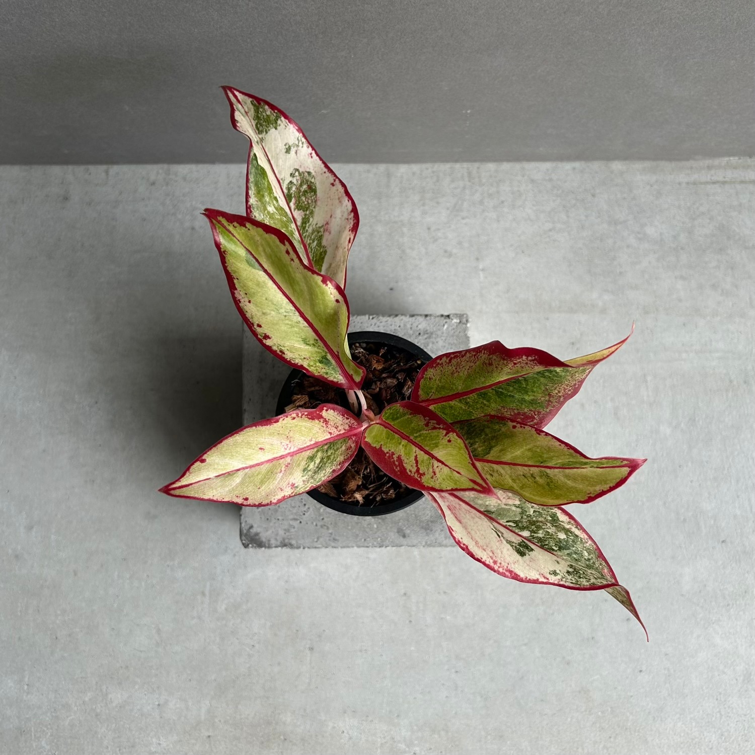 アグラオネマ サイアム オーロラ 斑入「Aglaonema Siam Aurora