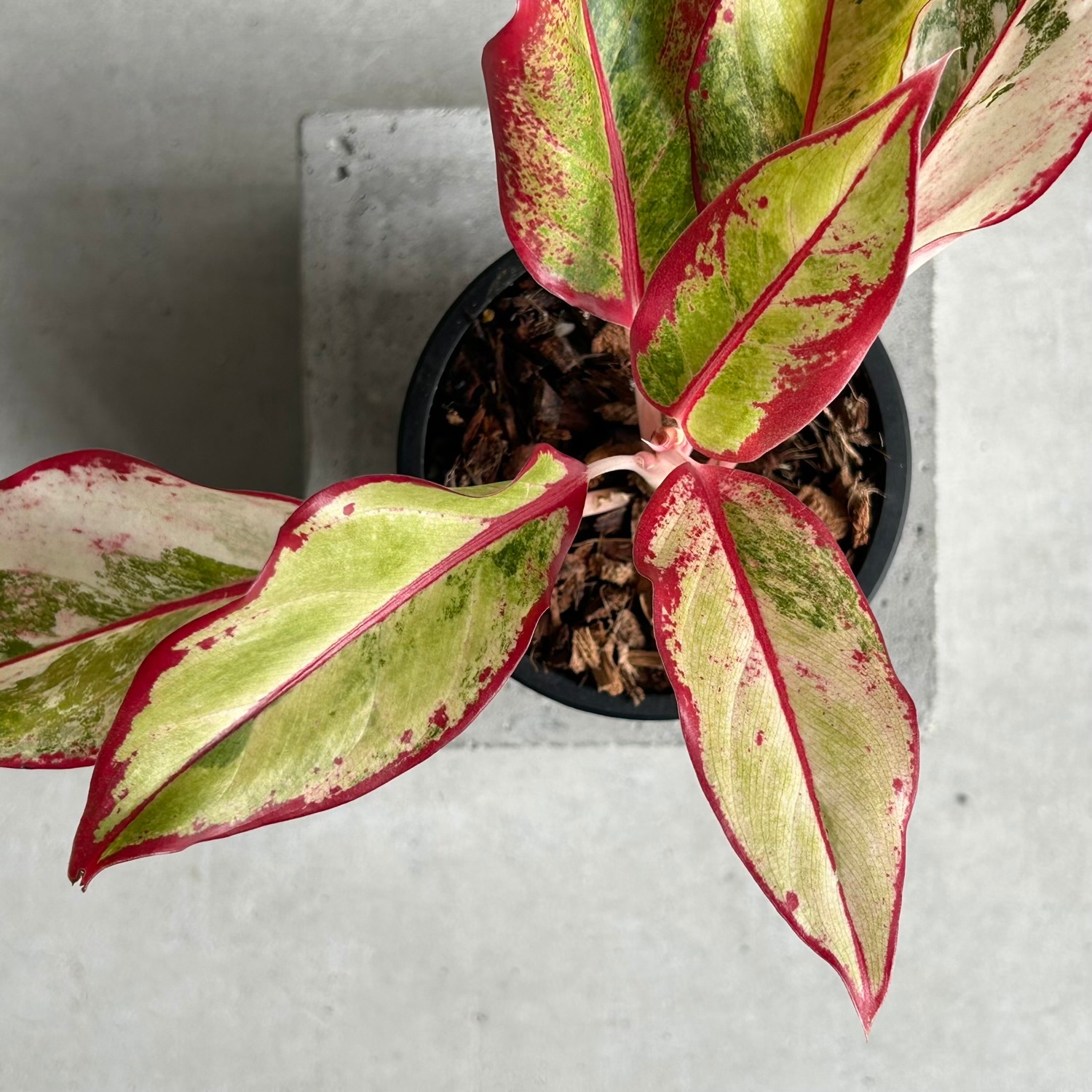 アグラオネマ サイアム オーロラ 斑入「Aglaonema Siam Aurora