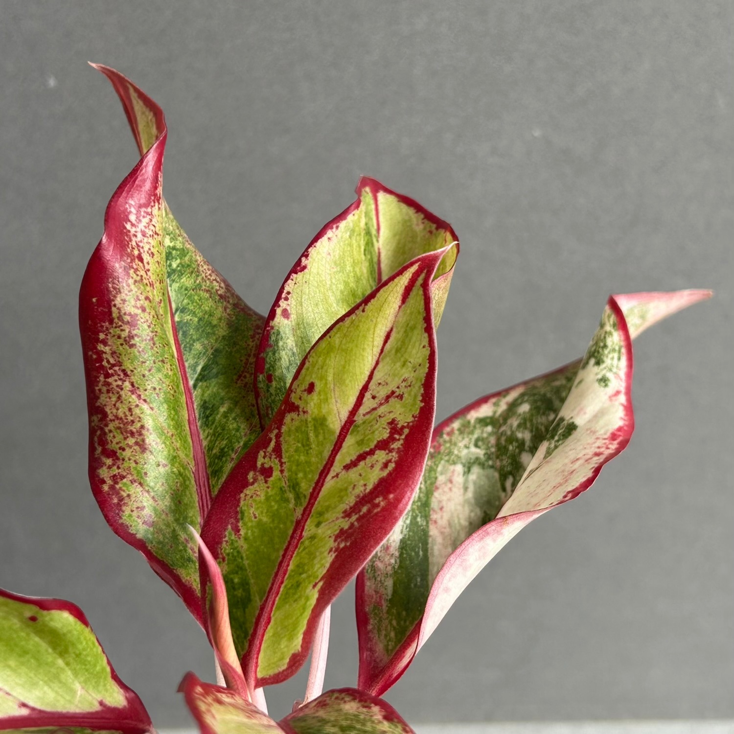 アグラオネマ サイアム オーロラ 斑入「Aglaonema Siam Aurora