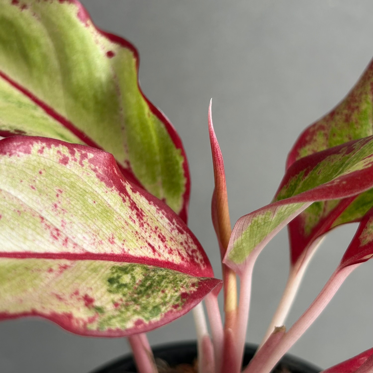 アグラオネマ サイアム オーロラ 斑入「Aglaonema Siam Aurora