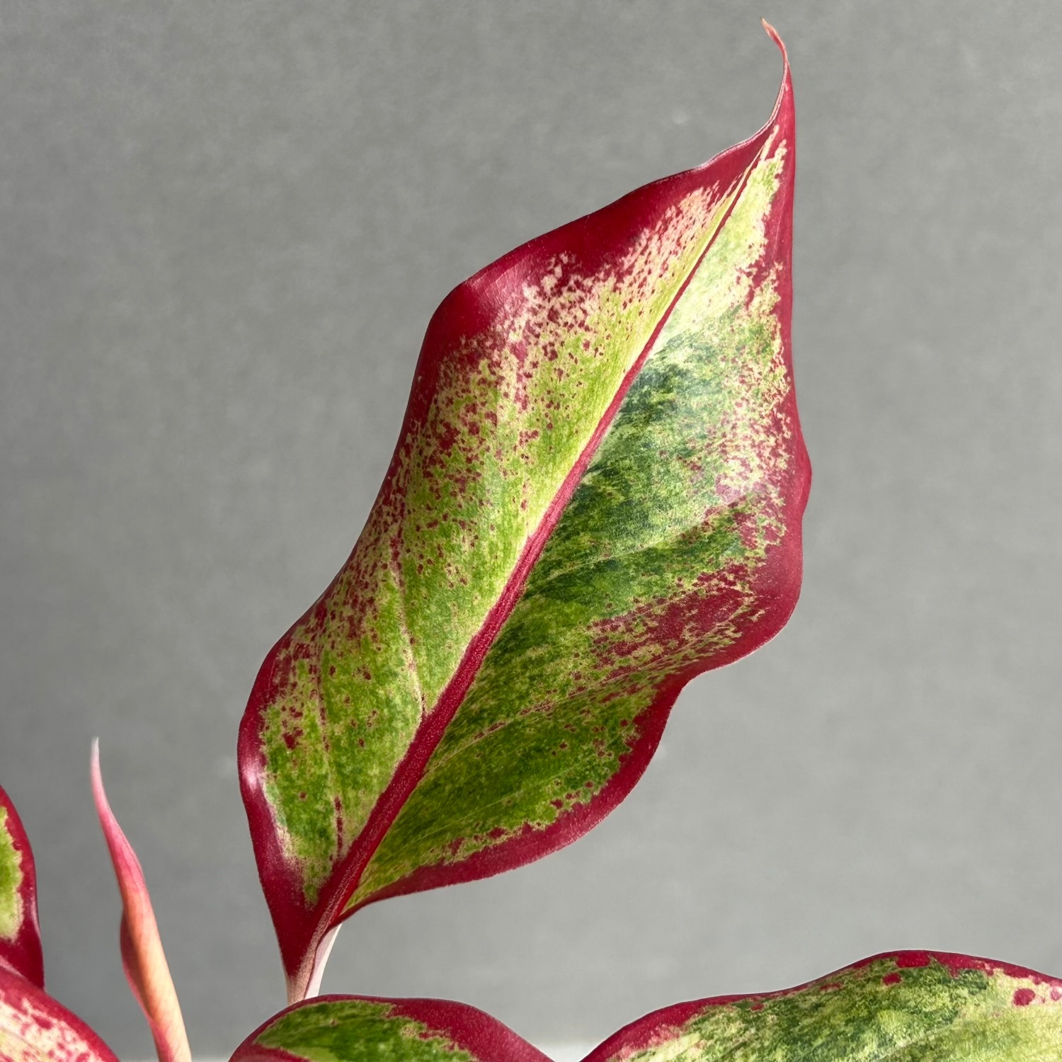 アグラオネマ サイアム オーロラ 斑入「Aglaonema Siam Aurora