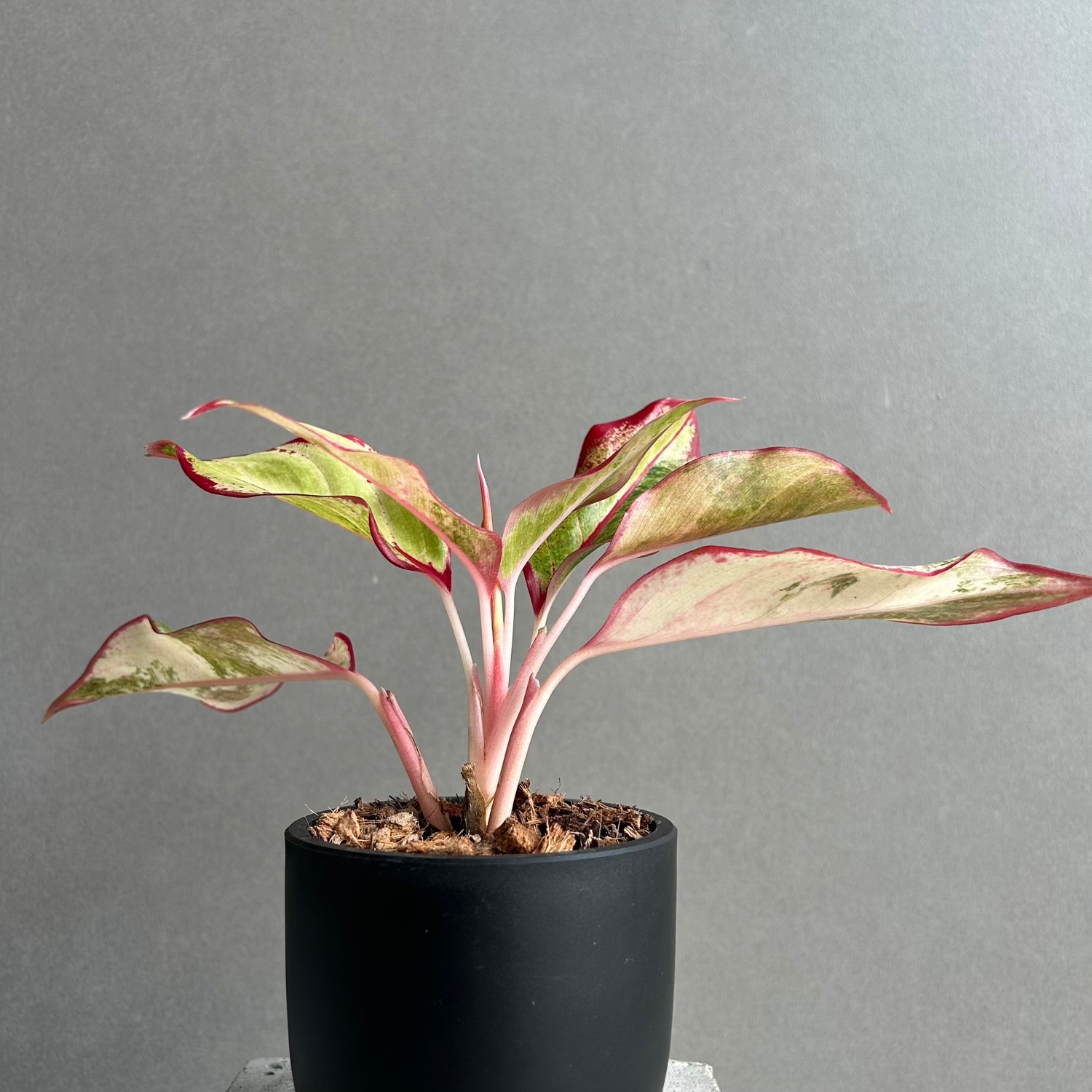 アグラオネマ サイアム オーロラ 斑入「Aglaonema Siam Aurora 