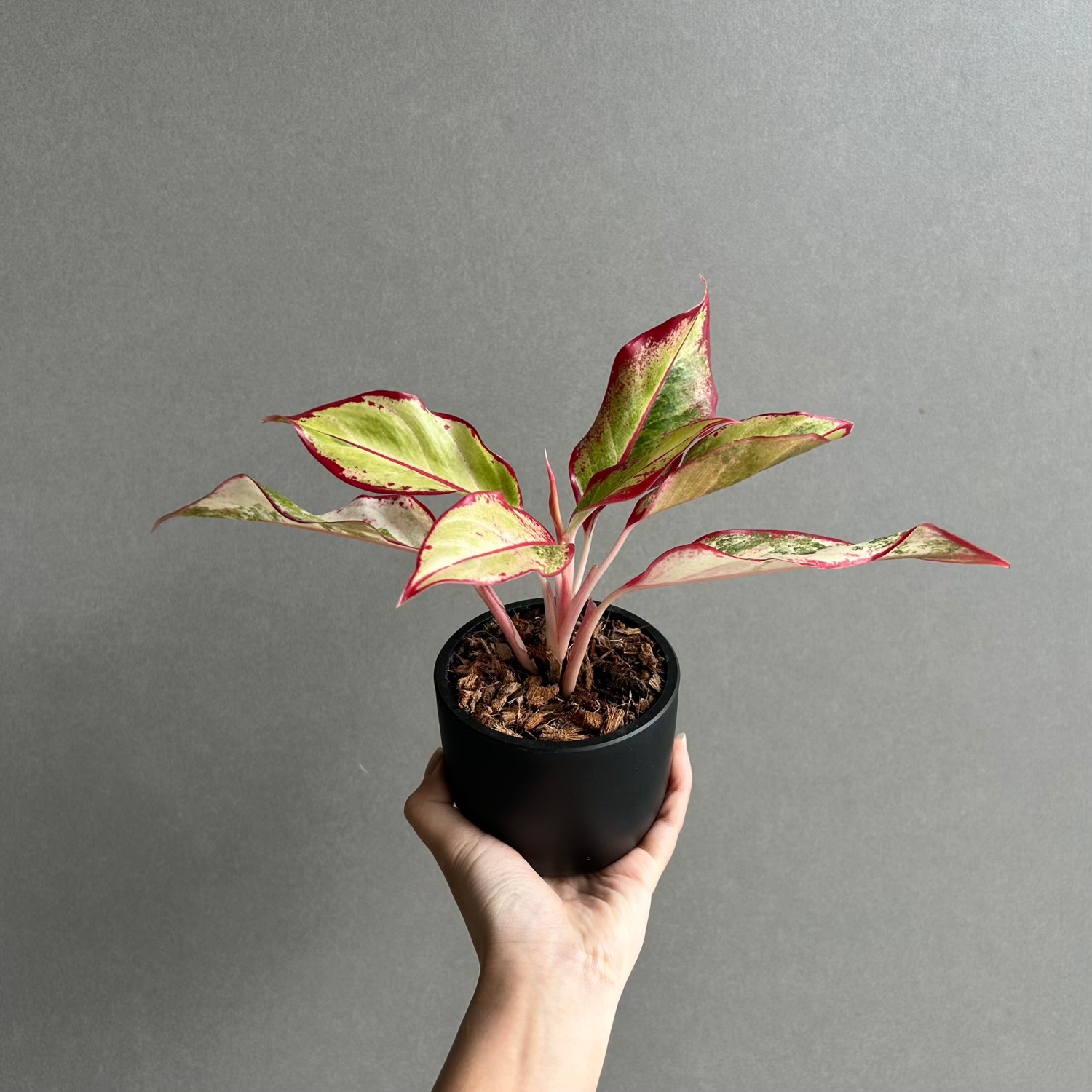 アグラオネマ サイアム オーロラ 斑入「Aglaonema Siam Aurora