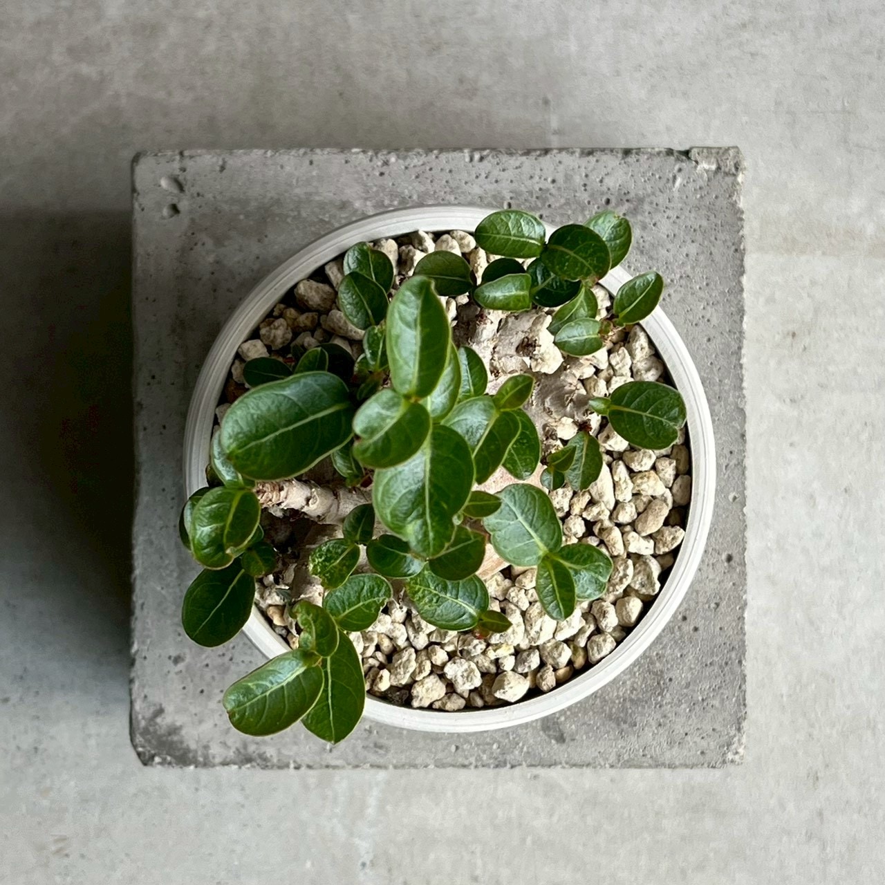 アデニウム アラビカム ブラック ドワーフ｜Adenium 塊根植物
