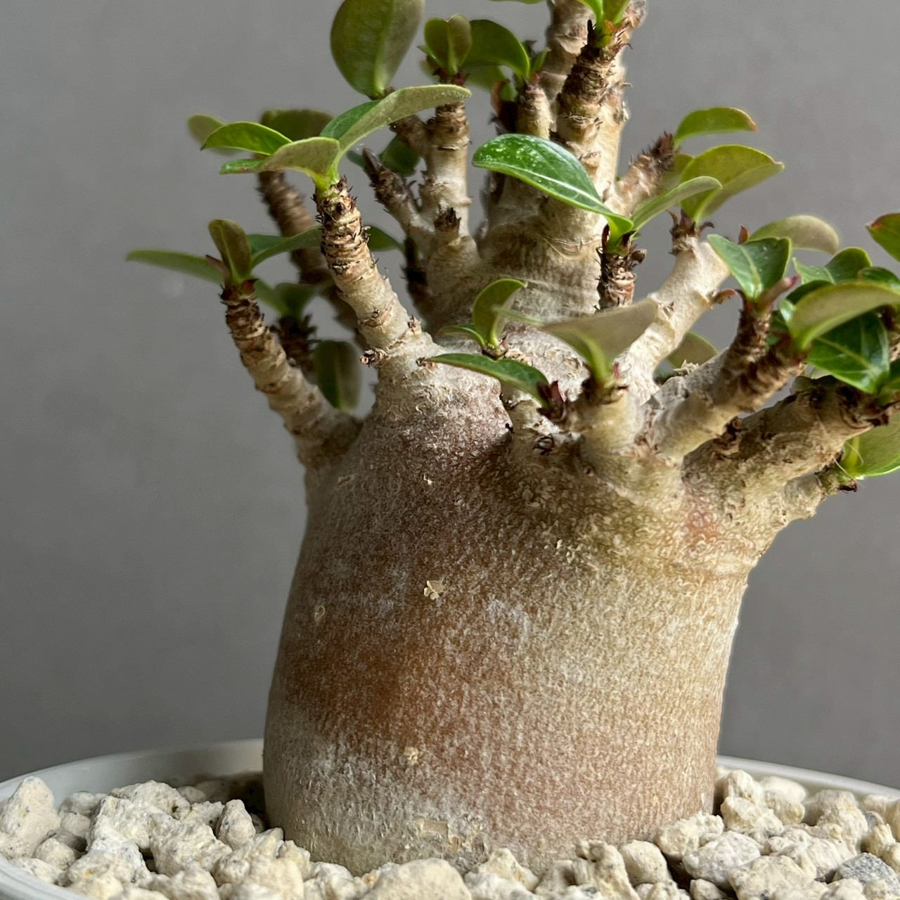 アデニウム アラビカム ブラック ドワーフ｜Adenium 塊根植物