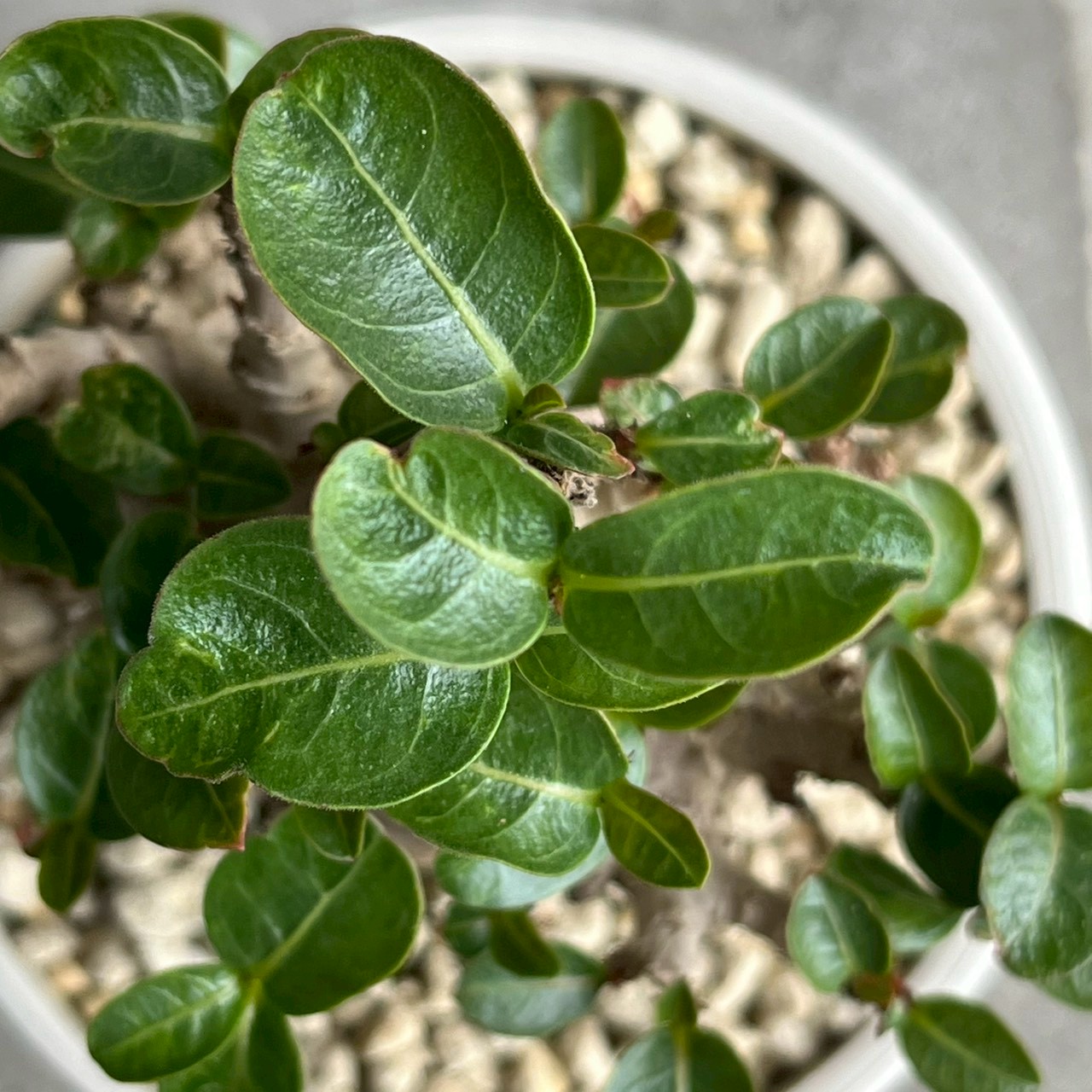アデニウム アラビカム ブラック ドワーフ｜Adenium 塊根植物