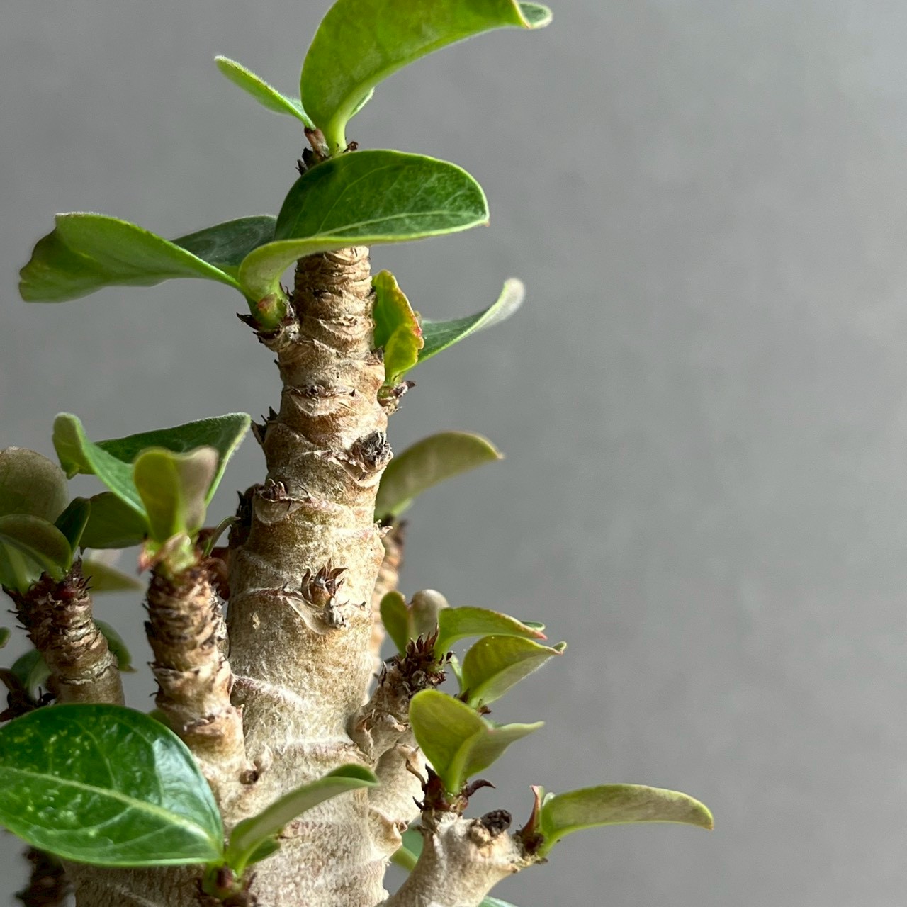 アデニウム アラビカム ブラック ドワーフ｜Adenium 塊根植物