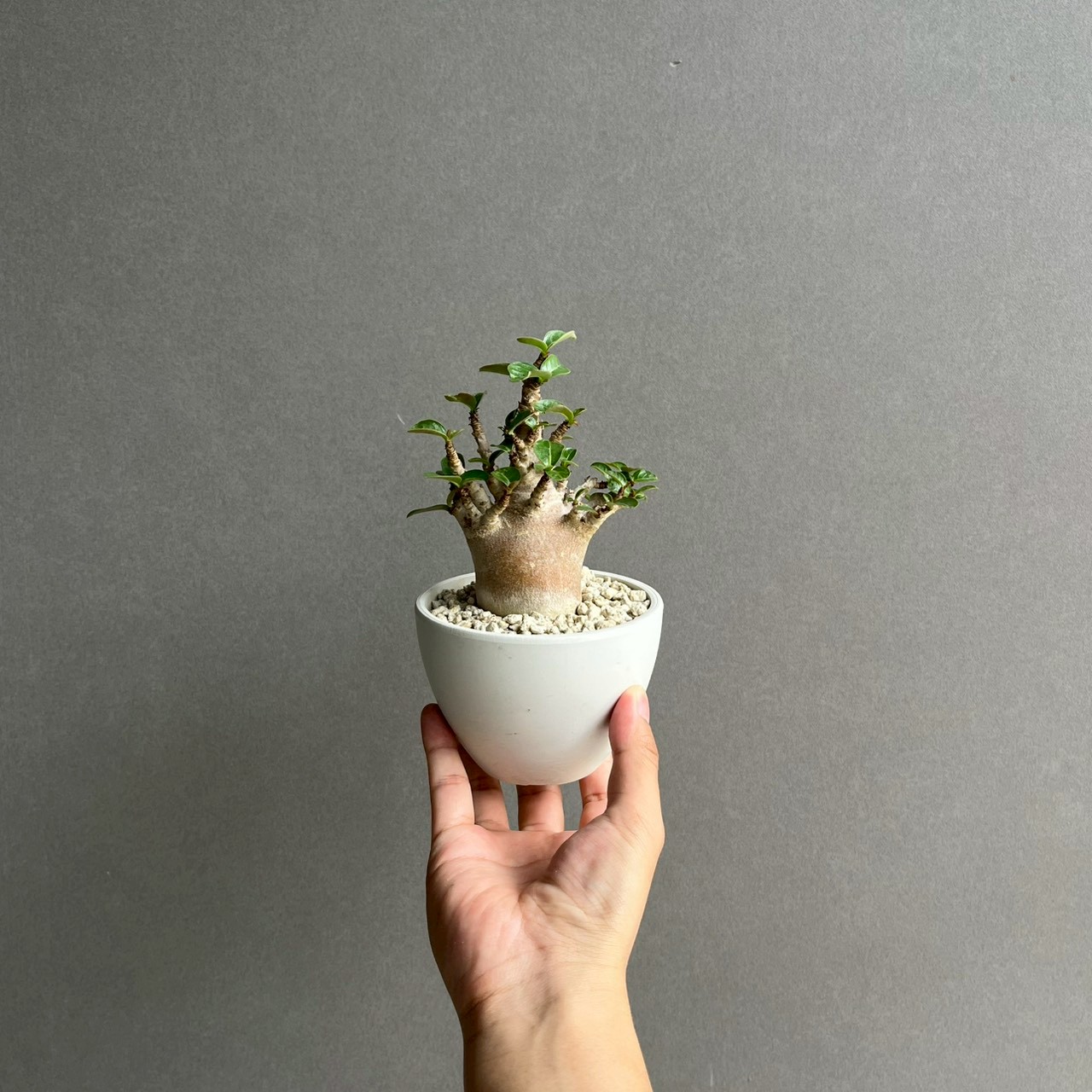 アデニウム アラビカム ブラック ドワーフ｜Adenium 塊根植物