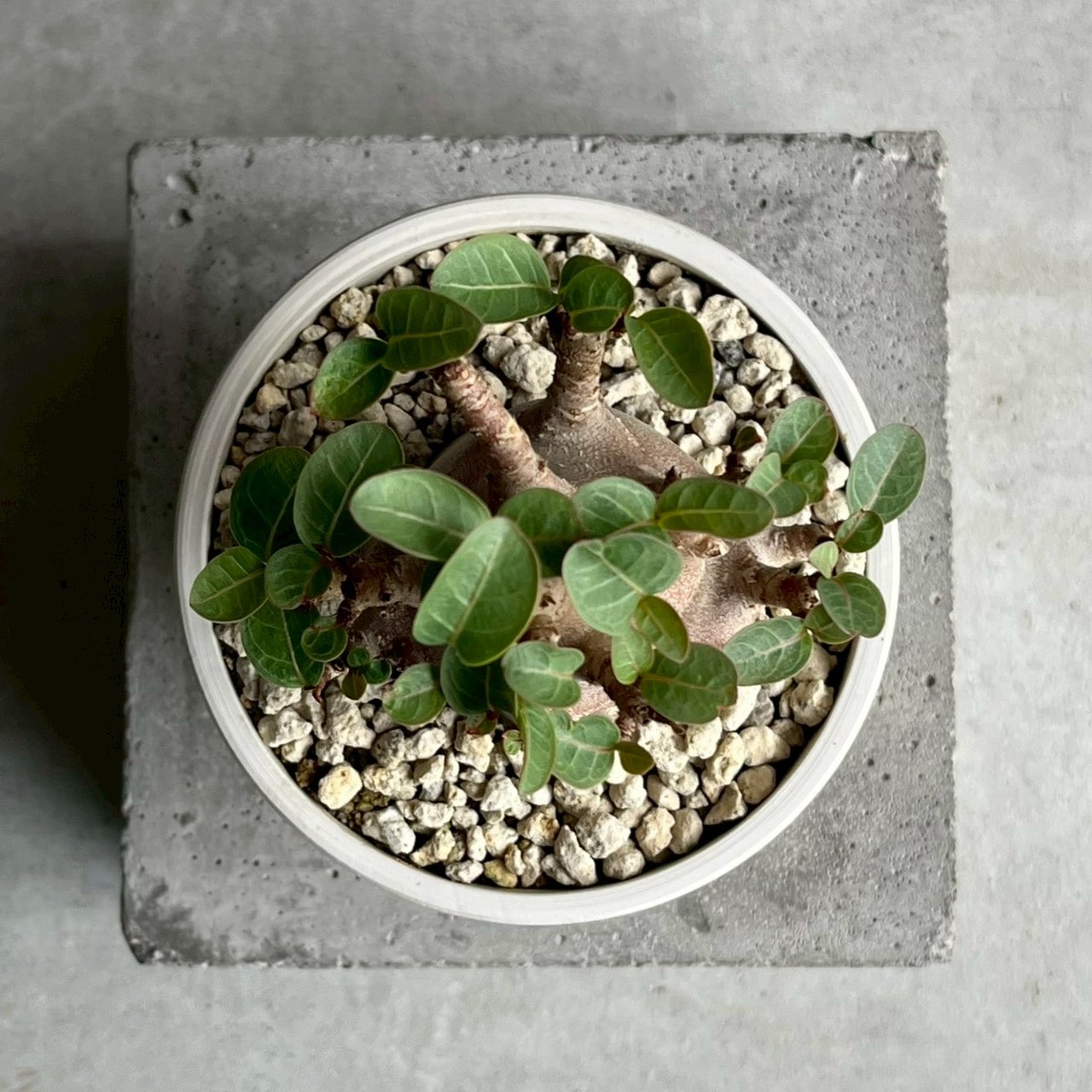 アデニウム アラビカム ブラック ドワーフ｜Adenium 塊根植物