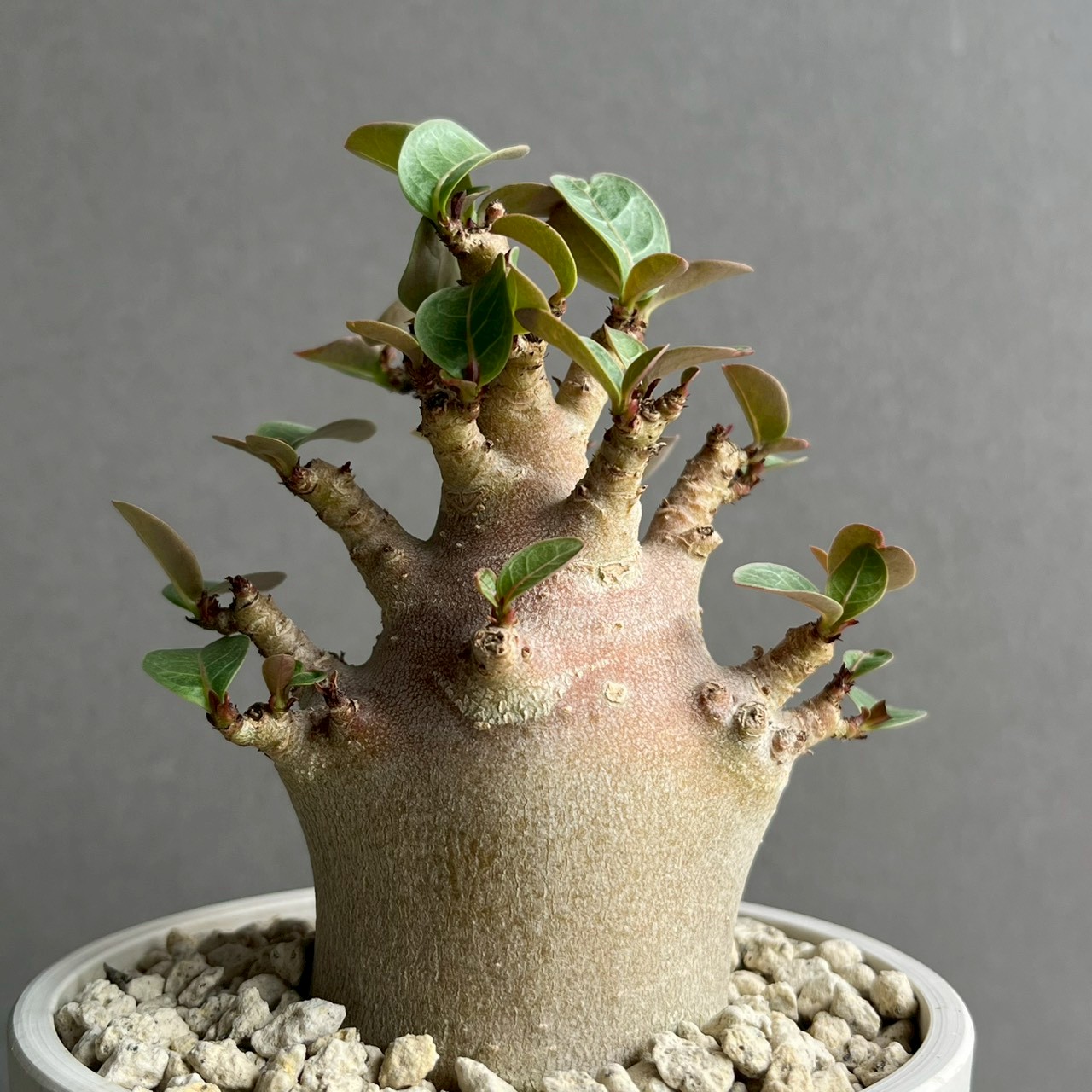 アデニウム アラビカム ブラック ドワーフ｜Adenium 塊根植物