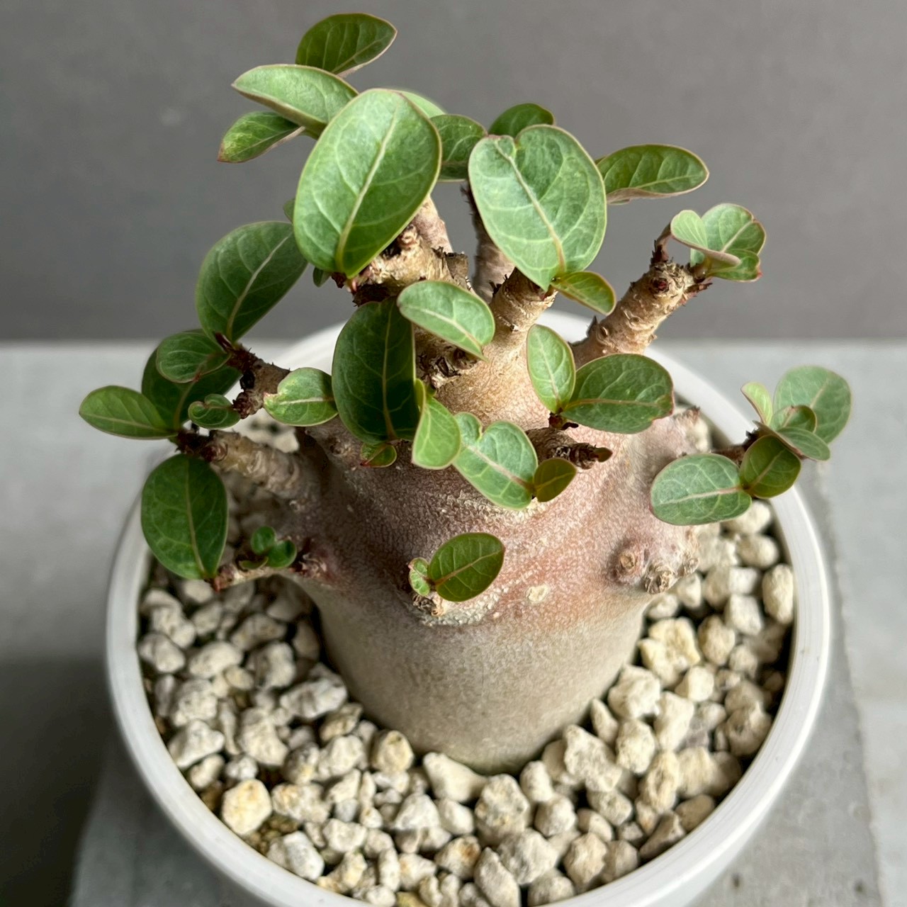 アデニウム アラビカム ブラック ドワーフ｜Adenium 塊根植物