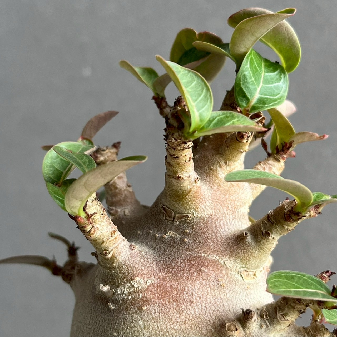 アデニウム アラビカム ブラック ドワーフ｜Adenium 塊根植物